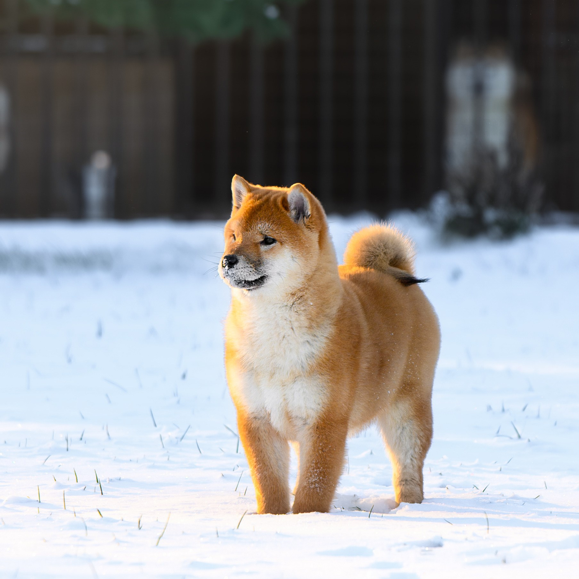 SHIBA. SHIOMARU Shiba and Akita Inu Kennel