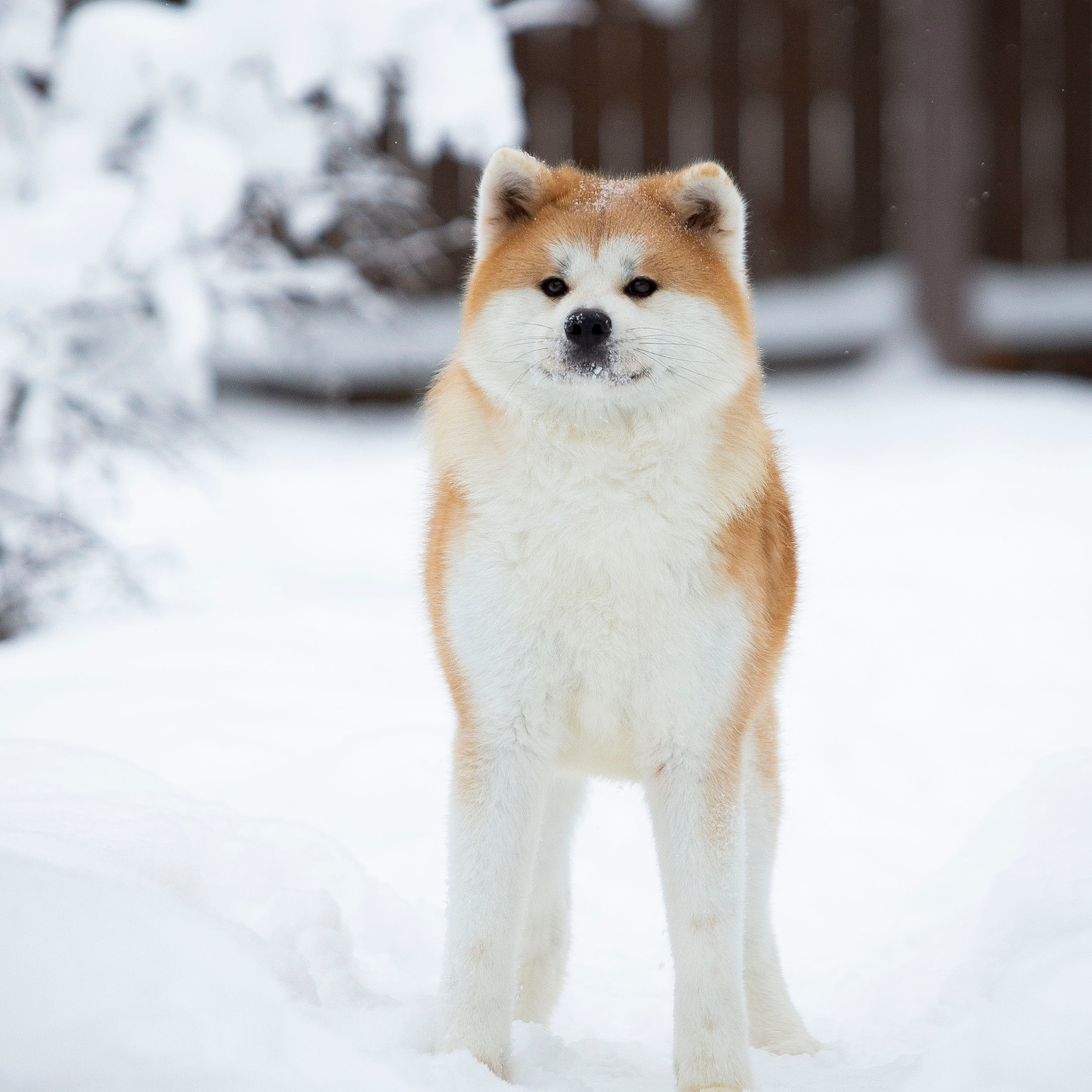 SAEMI GO TOKIMITSU. SHIOMARU Питомник сиба и акита-ину