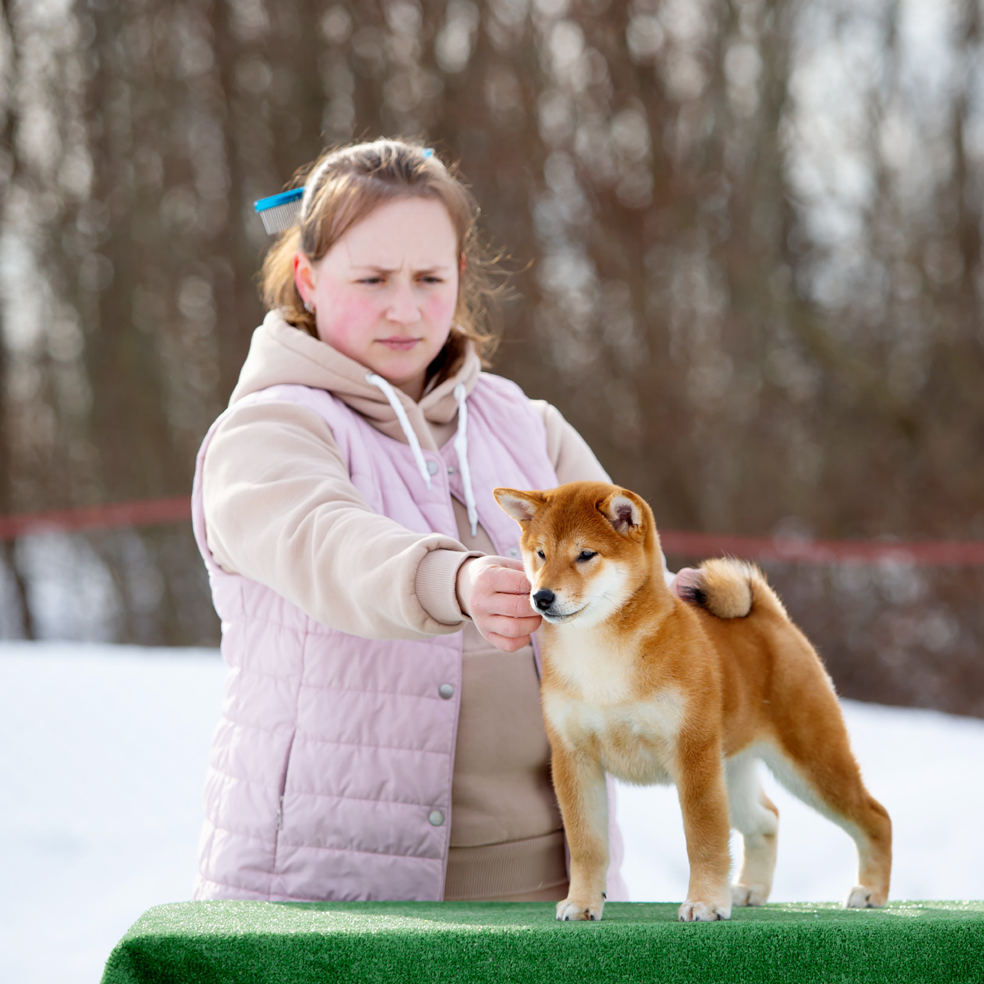 ПОМЕТ P-2022. SHIOMARU Shiba and Akita Inu Kennel