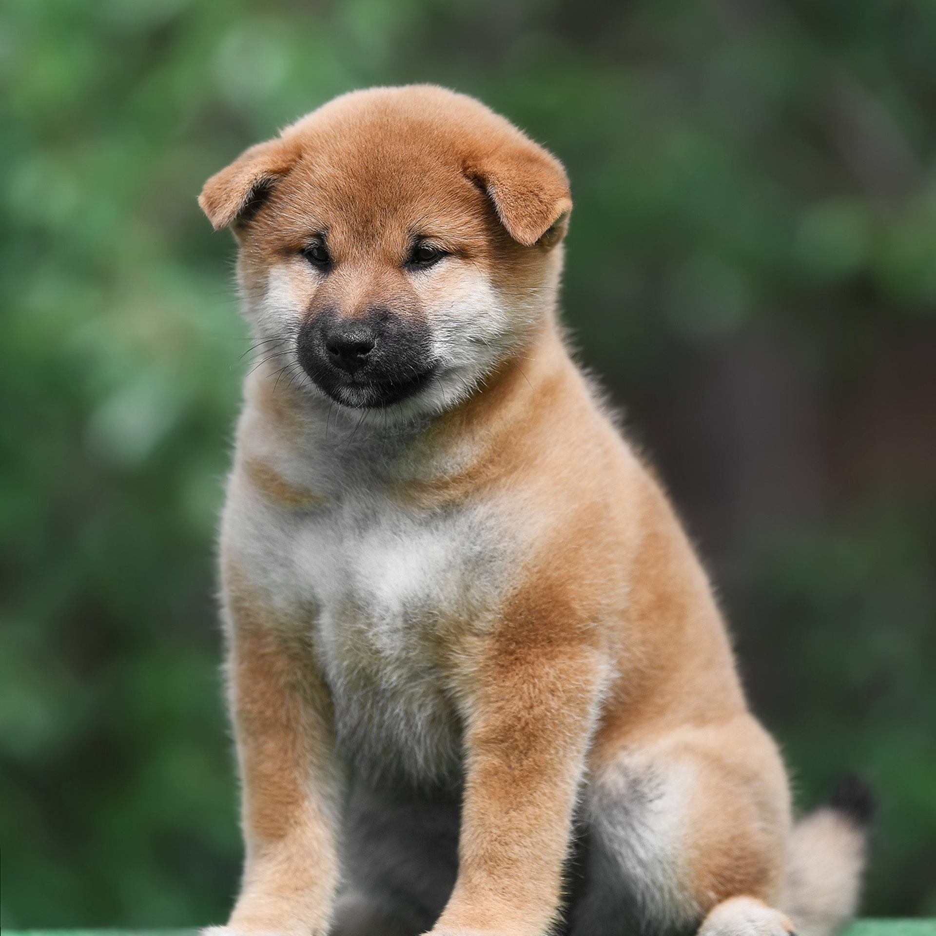 ПОМЕТ A-2022. SHIOMARU Shiba and Akita Inu Kennel