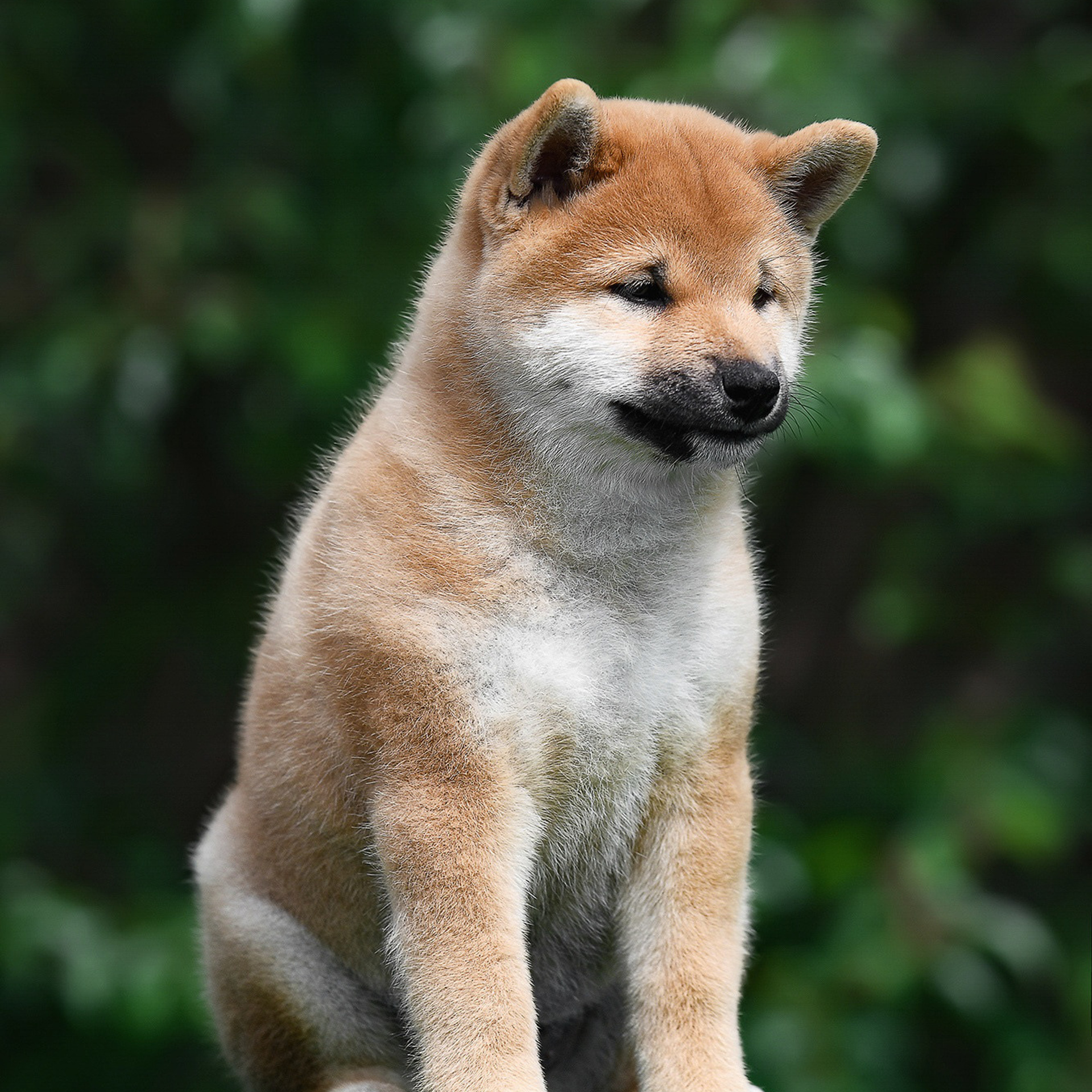 ПОМЕТ A-2022. SHIOMARU Shiba and Akita Inu Kennel