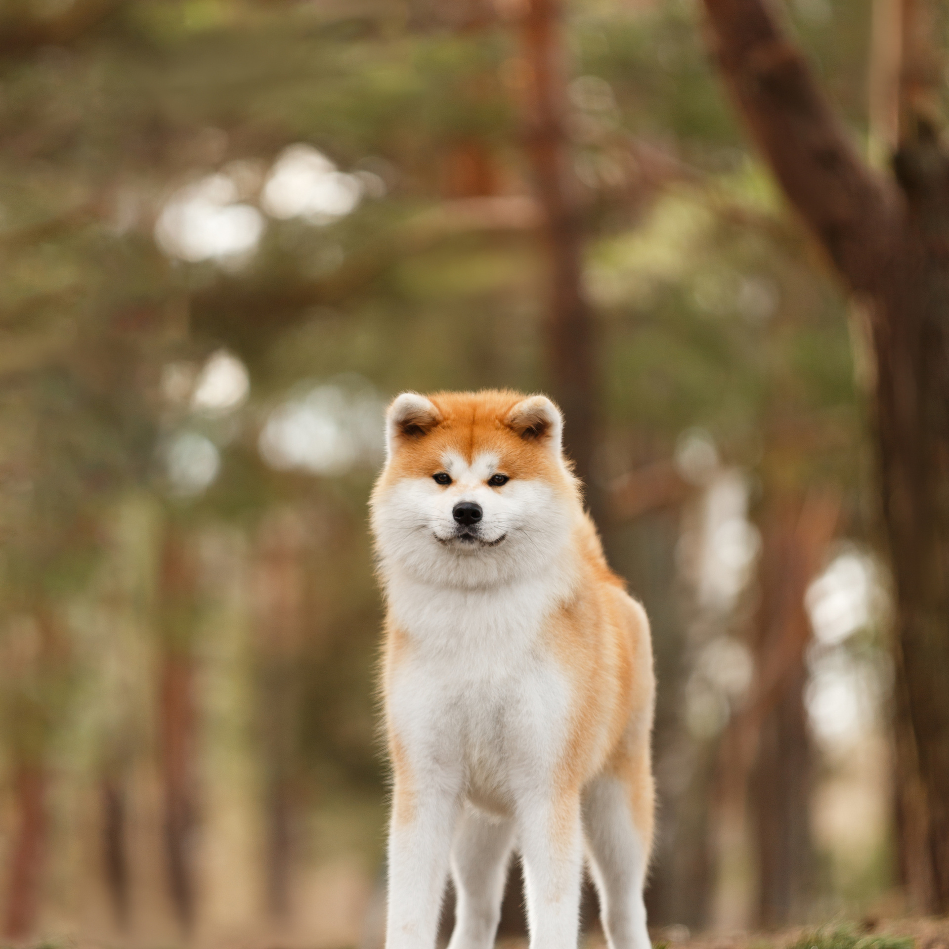 SAEMI GO TOKIMITSU. SHIOMARU Питомник сиба и акита-ину