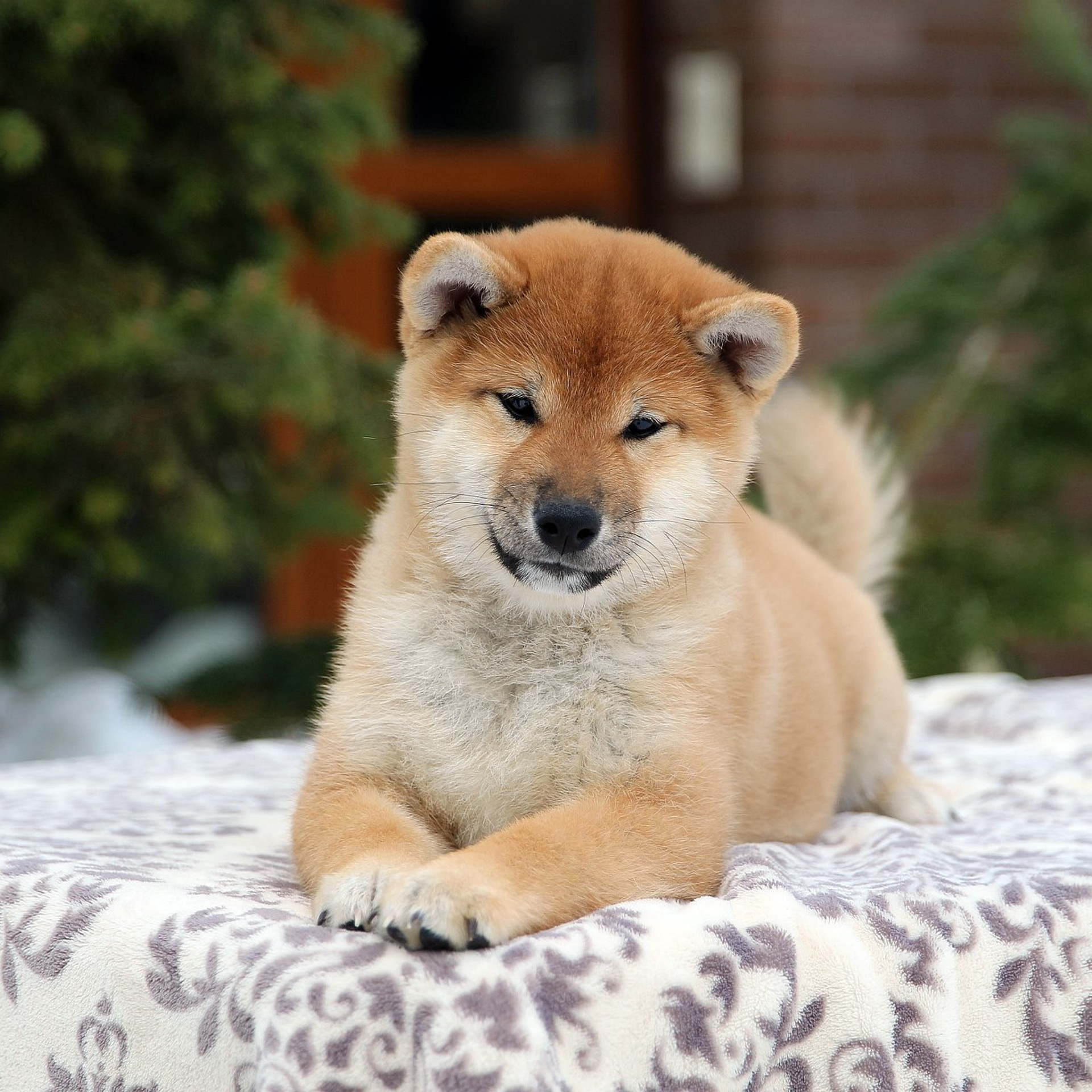 ПОМЕТ J. SHIOMARU Питомник сиба и акита-ину