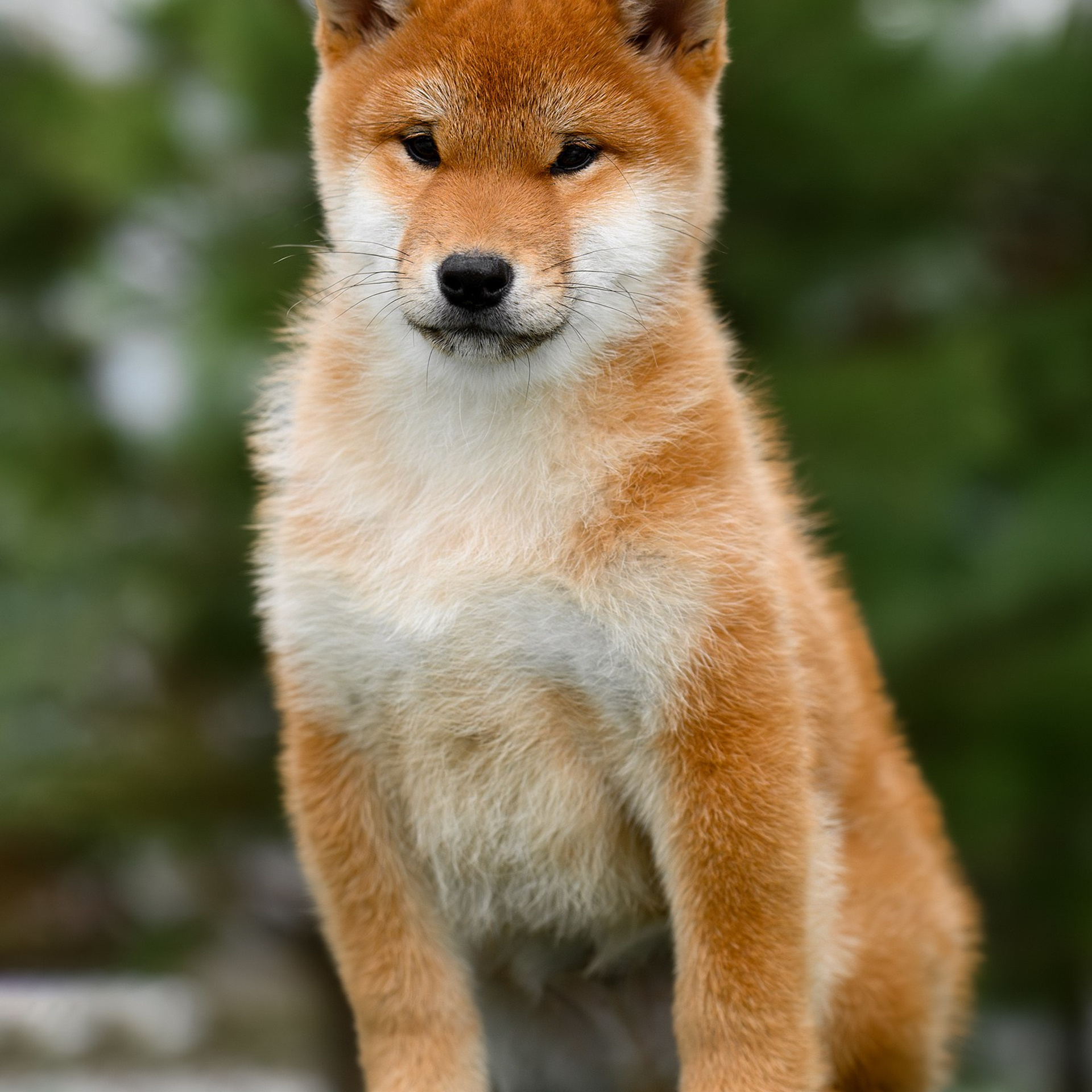 SHIBA. SHIOMARU Shiba and Akita Inu Kennel