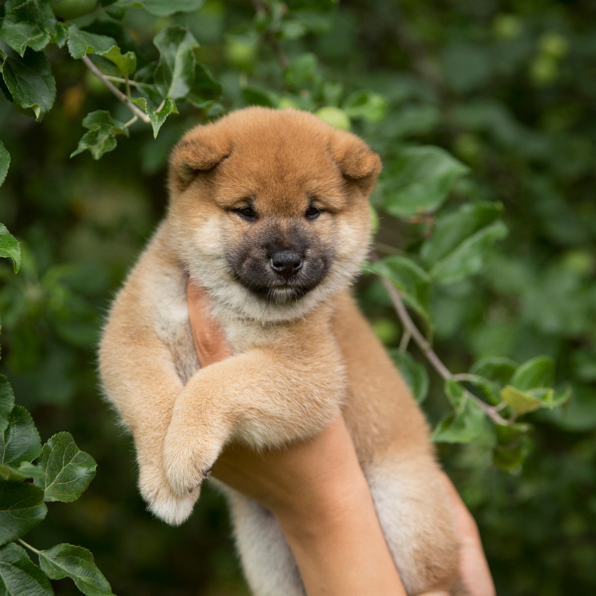 LITTER P. SHIOMARU Shiba and Akita Inu Kennel