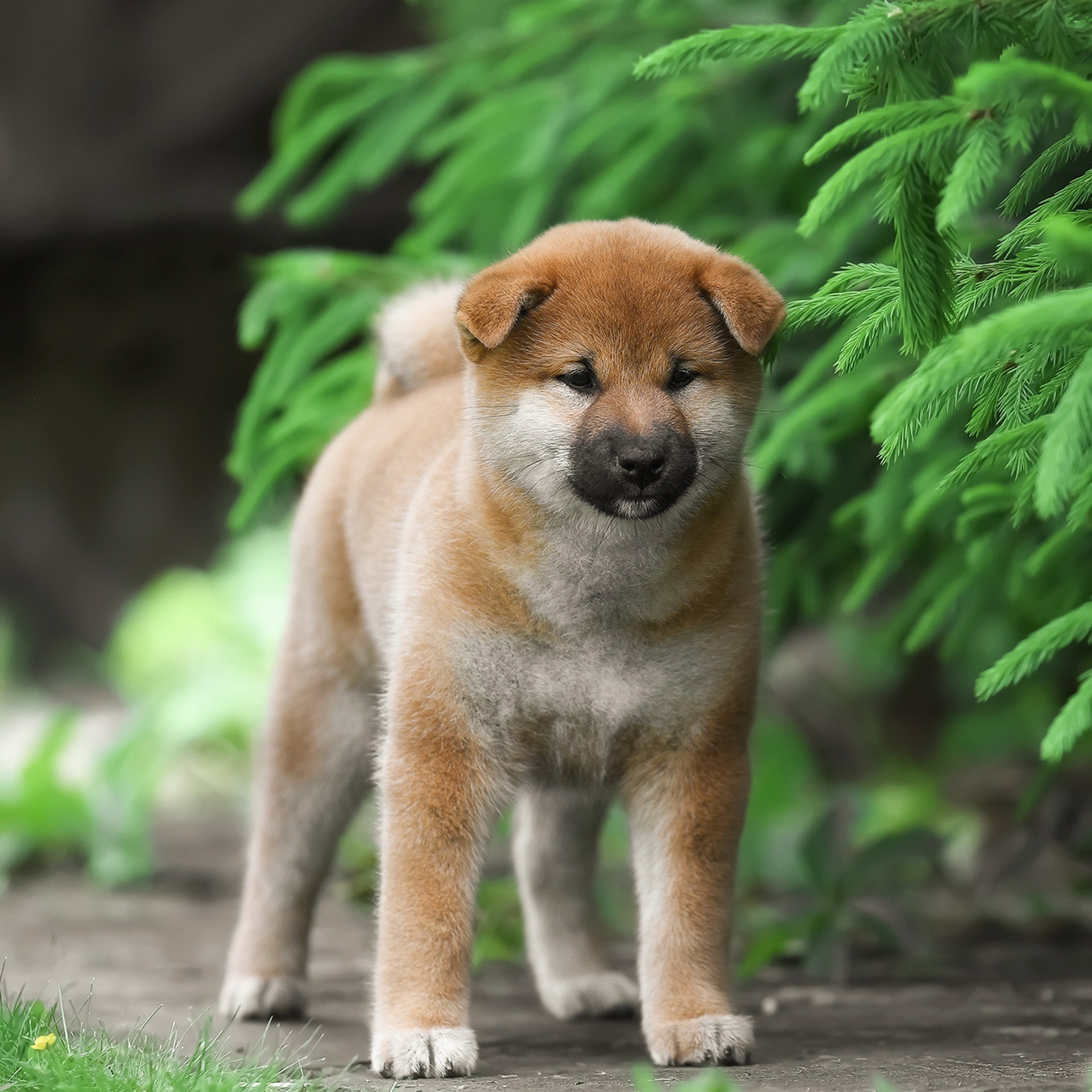 ПОМЕТ A-2022. SHIOMARU Shiba and Akita Inu Kennel
