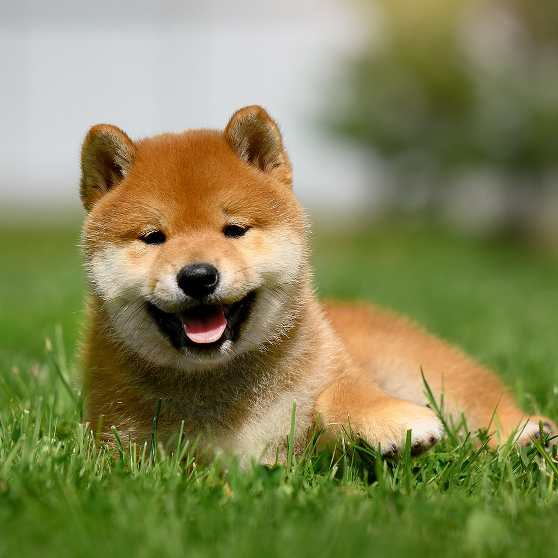 SHIOMARU ALL ABOUT YOU. SHIOMARU Питомник сиба и акита-ину