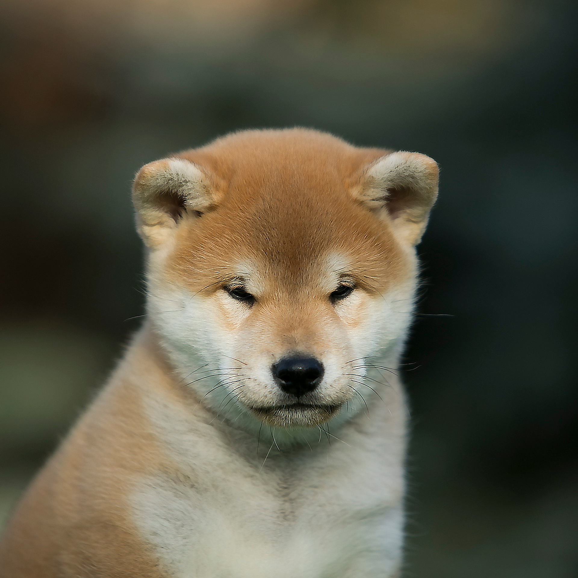 LITTER A. SHIOMARU Shiba and Akita Inu Kennel
