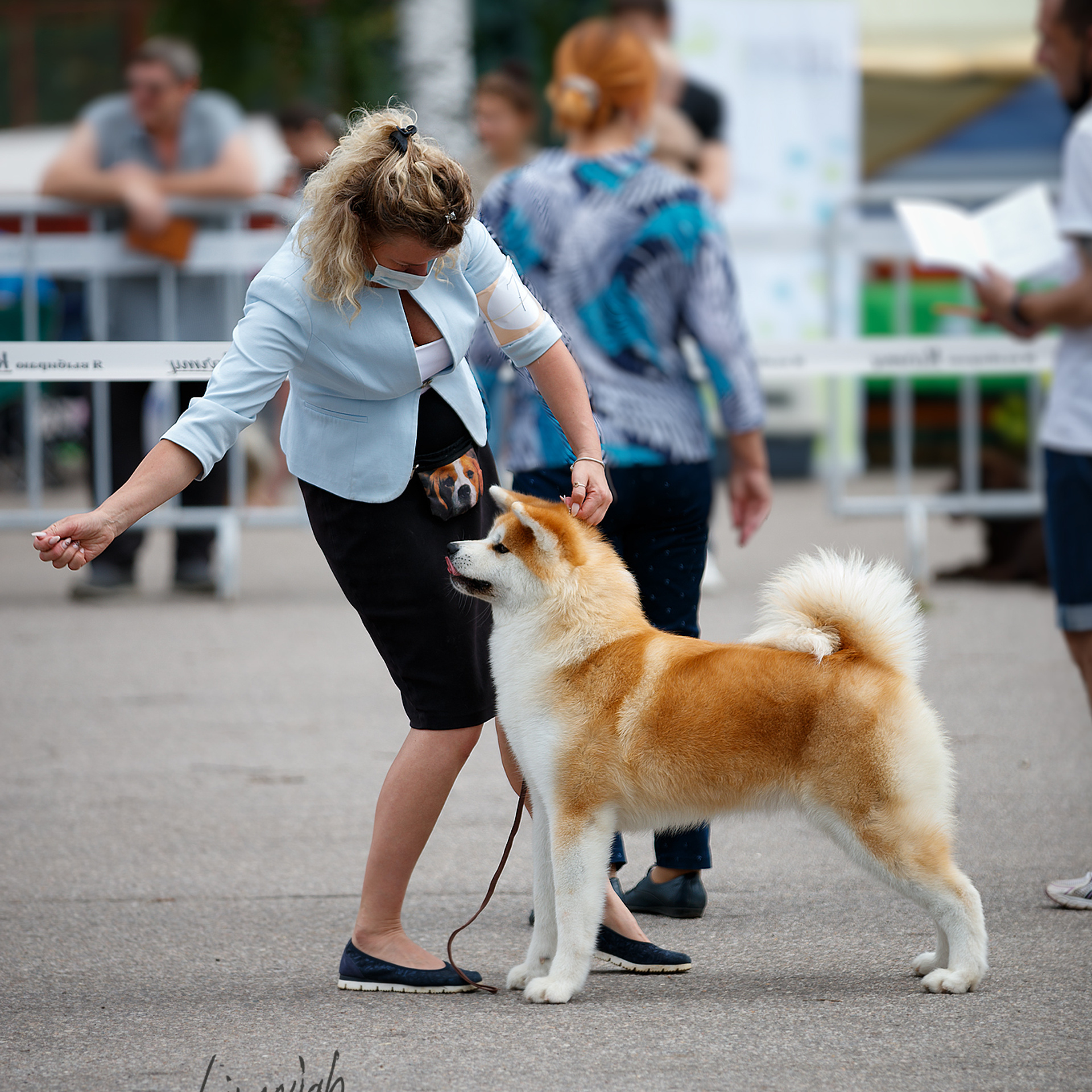 SAEMI GO TOKIMITSU. SHIOMARU Питомник сиба и акита-ину