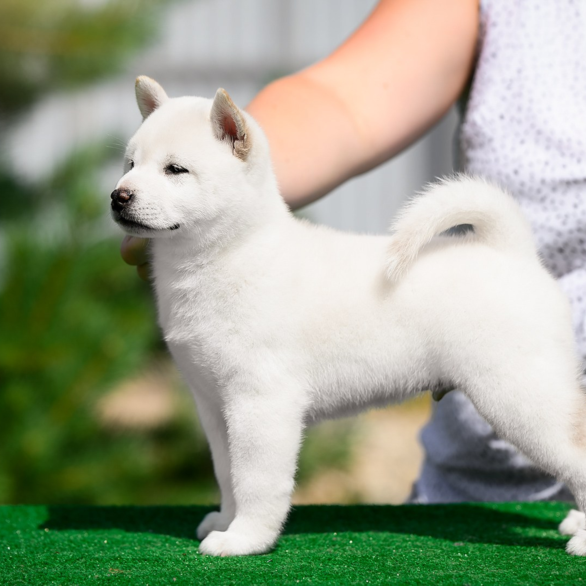 ПОМЕТ G. SHIOMARU Shiba and Akita Inu Kennel