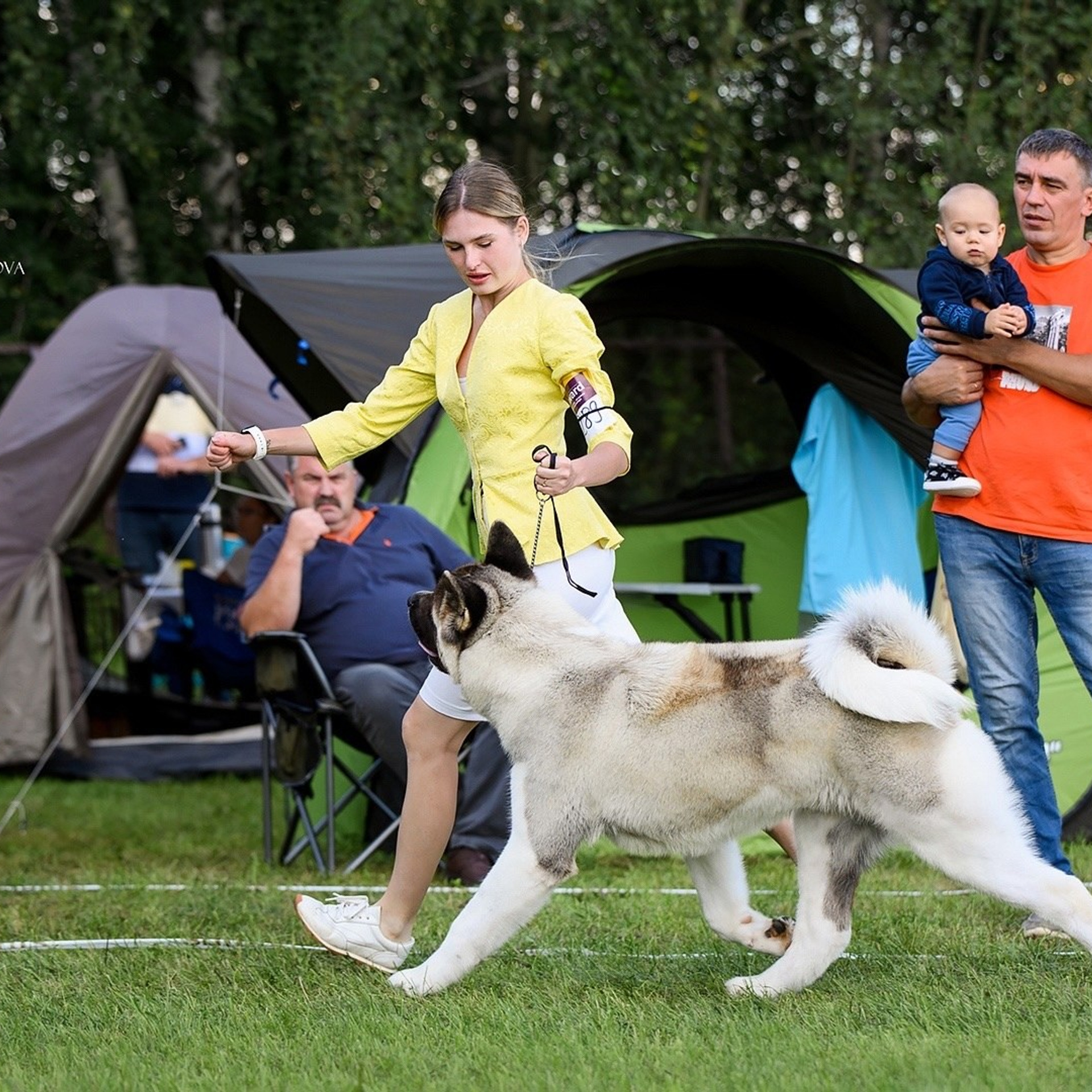 2024. SHIOMARU Shiba and Akita Inu Kennel