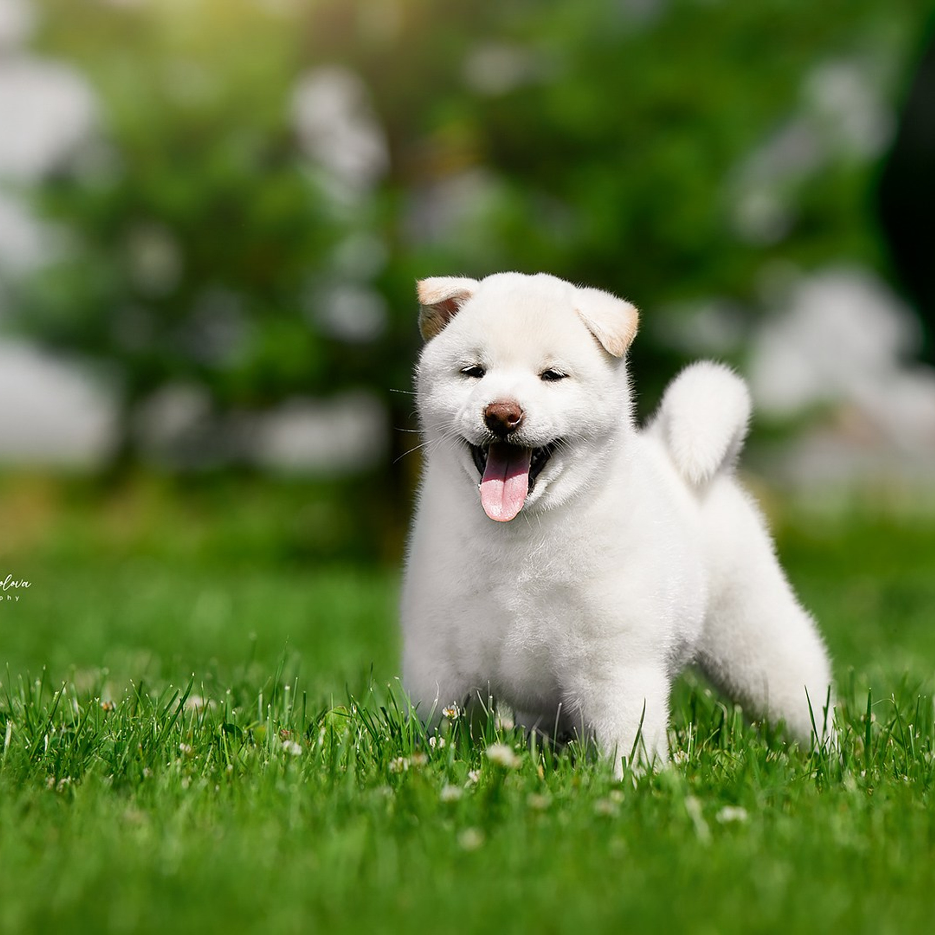 ПОМЕТ G. SHIOMARU Shiba and Akita Inu Kennel