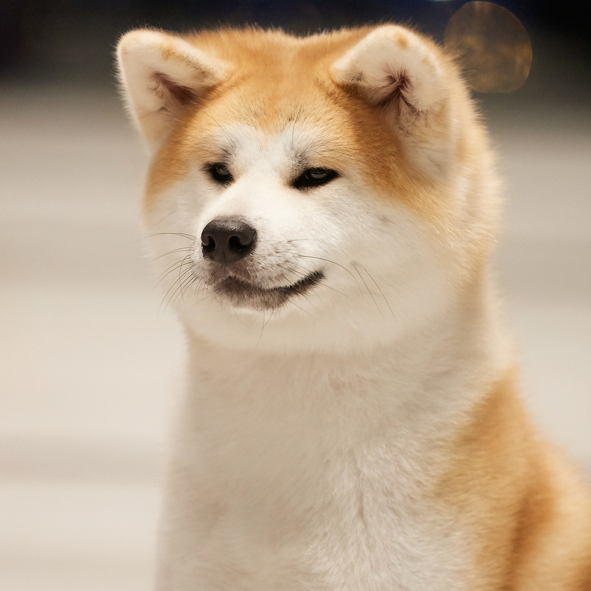 Выпускники питомника. SHIOMARU Питомник сиба и акита-ину