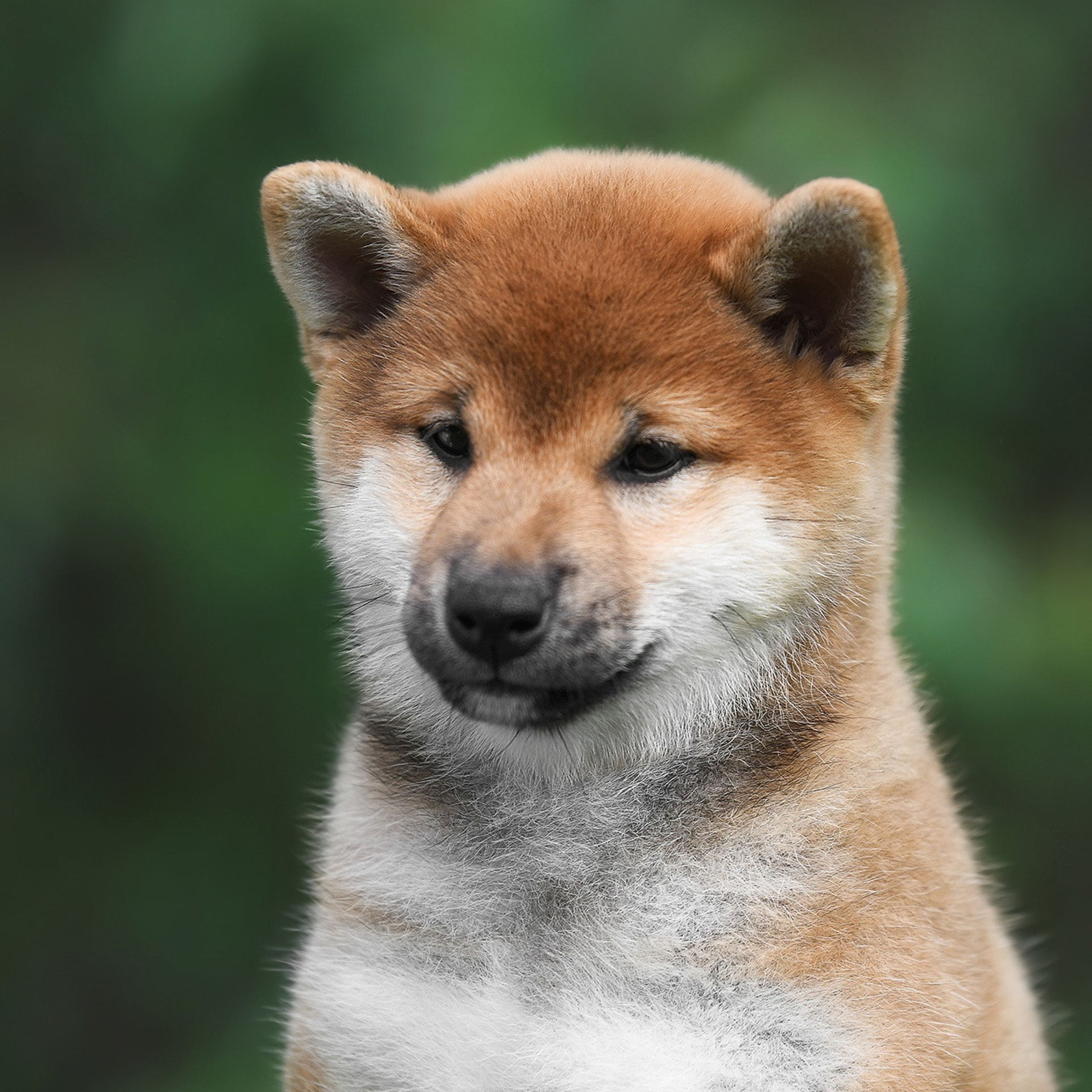 ПОМЕТ A-2022. SHIOMARU Shiba and Akita Inu Kennel