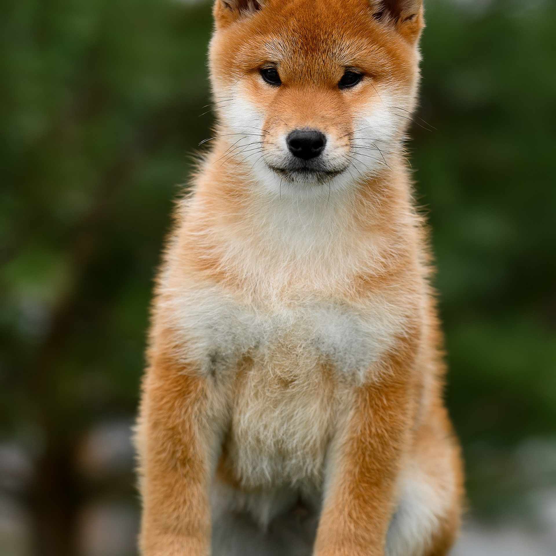 SHIBA. SHIOMARU Shiba and Akita Inu Kennel