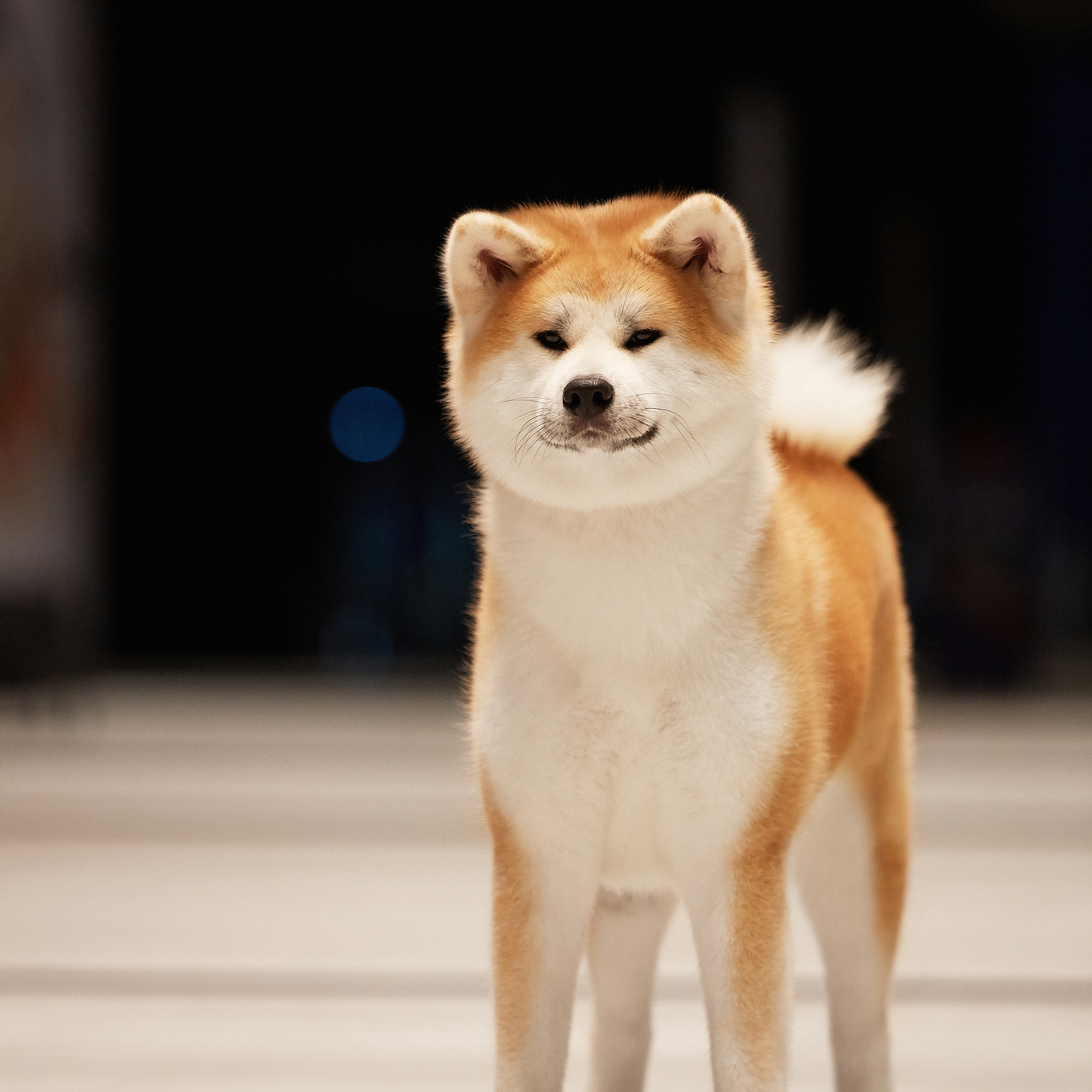 Выпускники питомника. SHIOMARU Питомник сиба и акита-ину