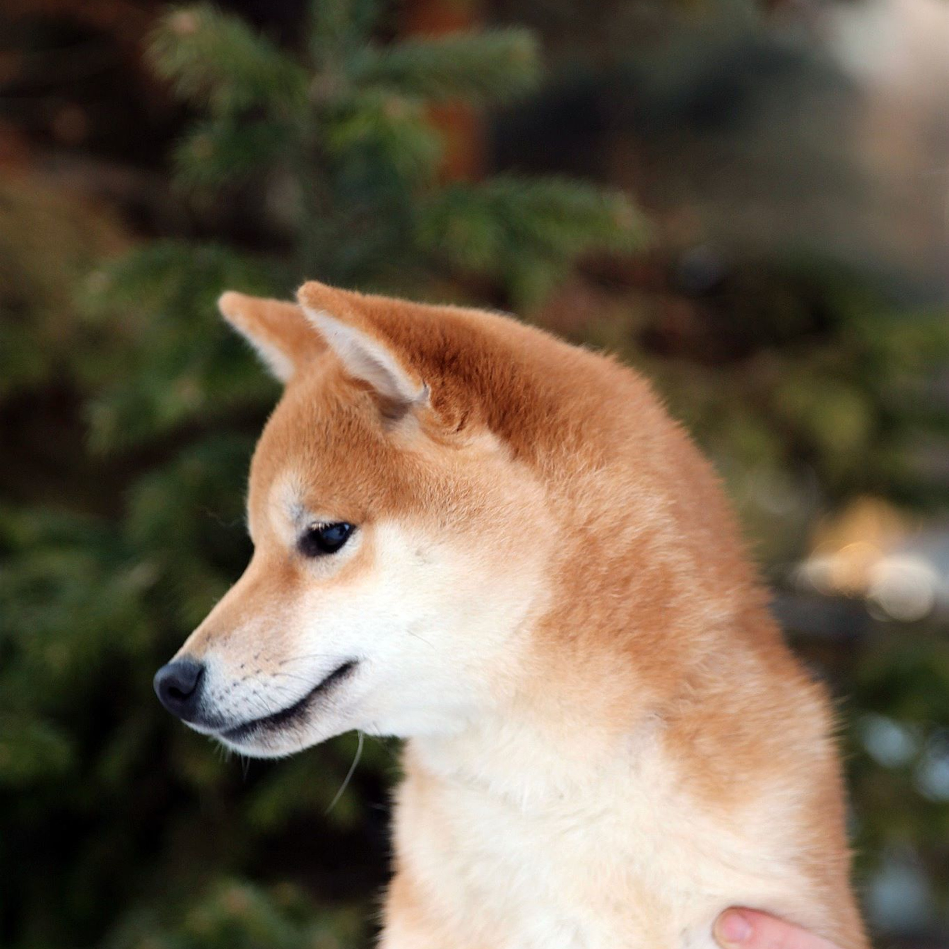 Litter L. SHIOMARU Shiba and Akita Inu Kennel