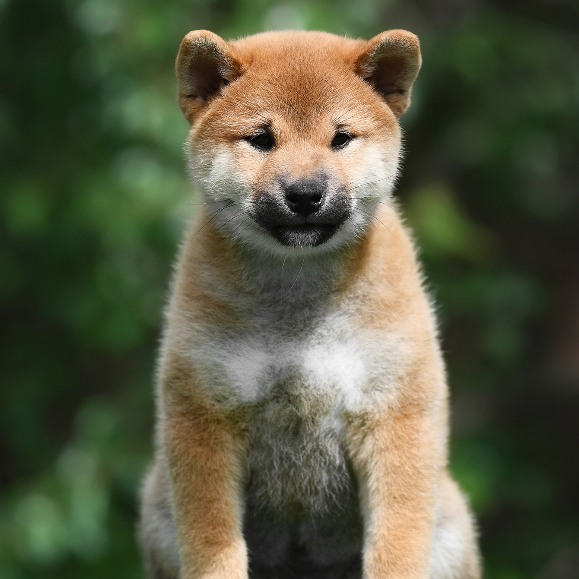 ПОМЕТ A-2022. SHIOMARU Shiba and Akita Inu Kennel