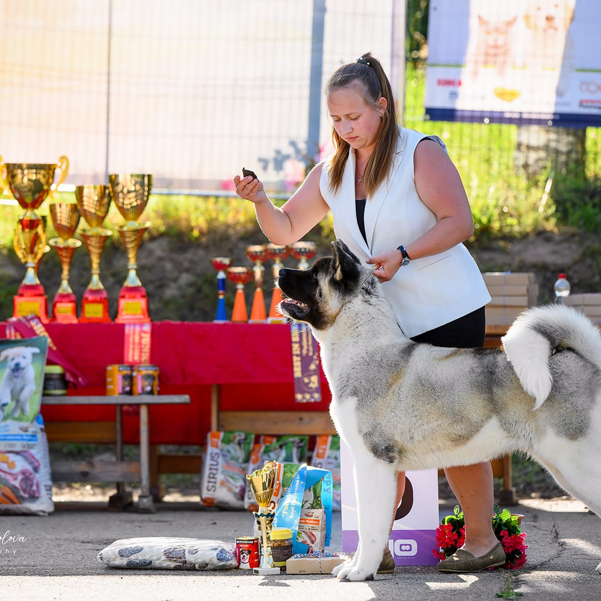 2024. SHIOMARU Shiba and Akita Inu Kennel