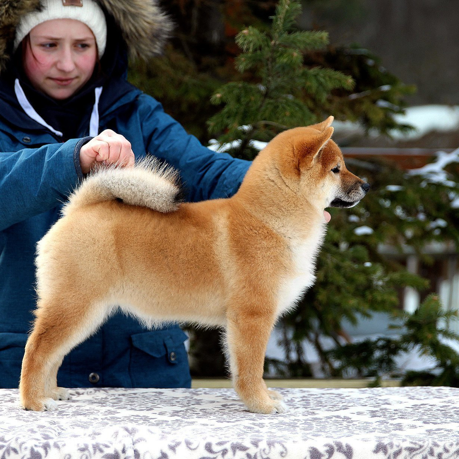 ПОМЕТ J. SHIOMARU Питомник сиба и акита-ину