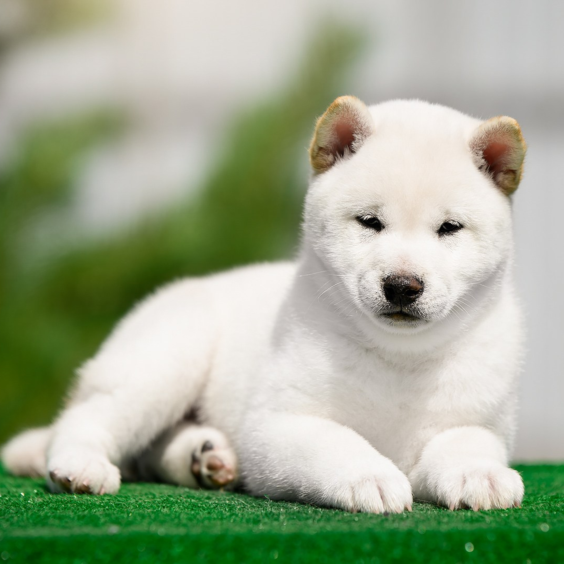 ПОМЕТ G. SHIOMARU Shiba and Akita Inu Kennel