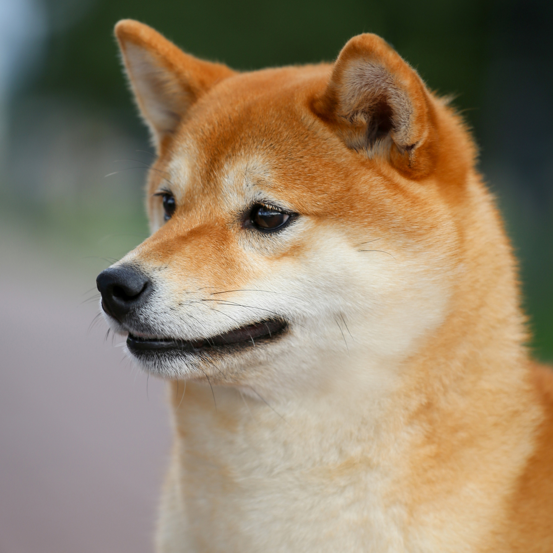 HANDZIMEMESITE RUN. SHIOMARU Питомник сиба и акита-ину