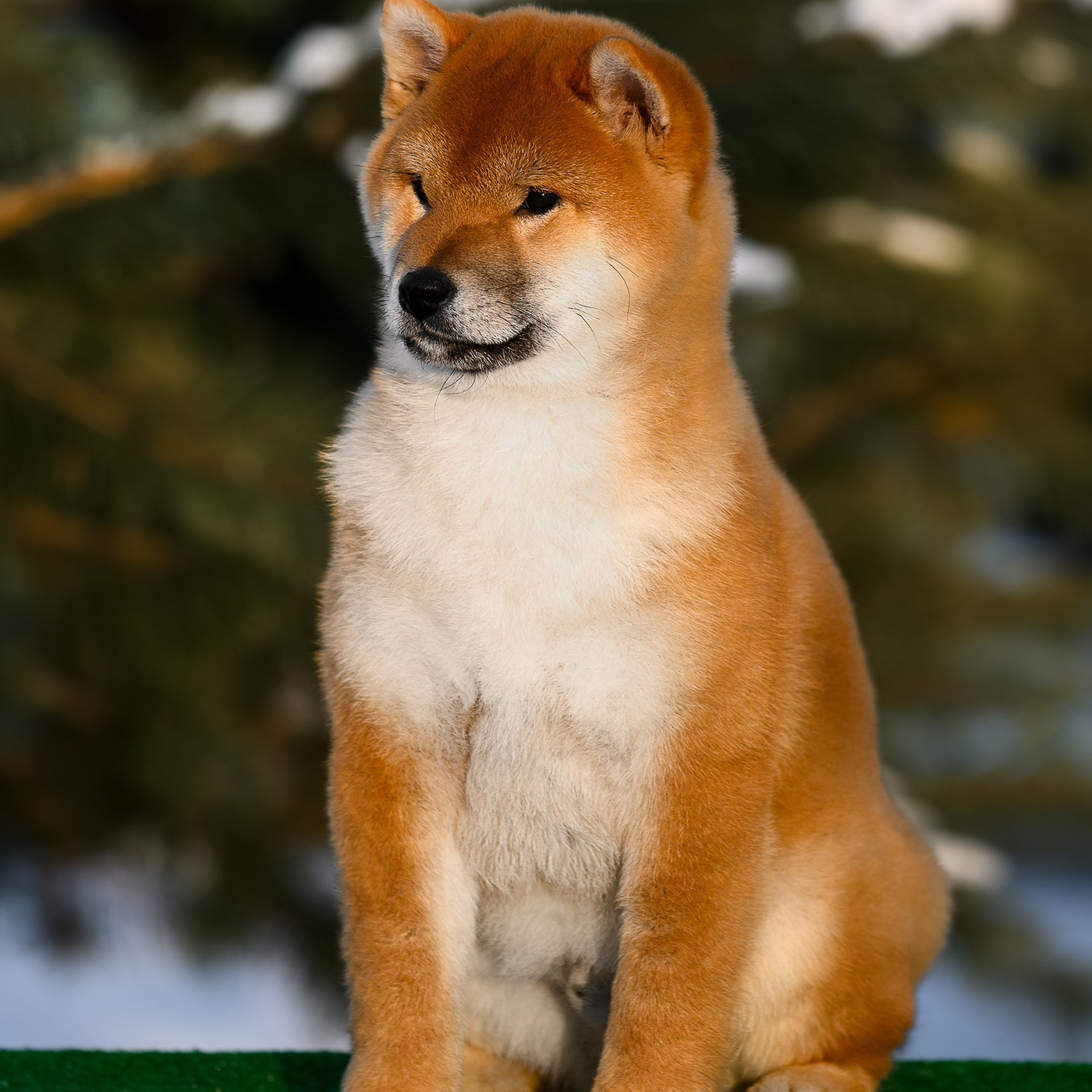 SHIBA. SHIOMARU Shiba and Akita Inu Kennel