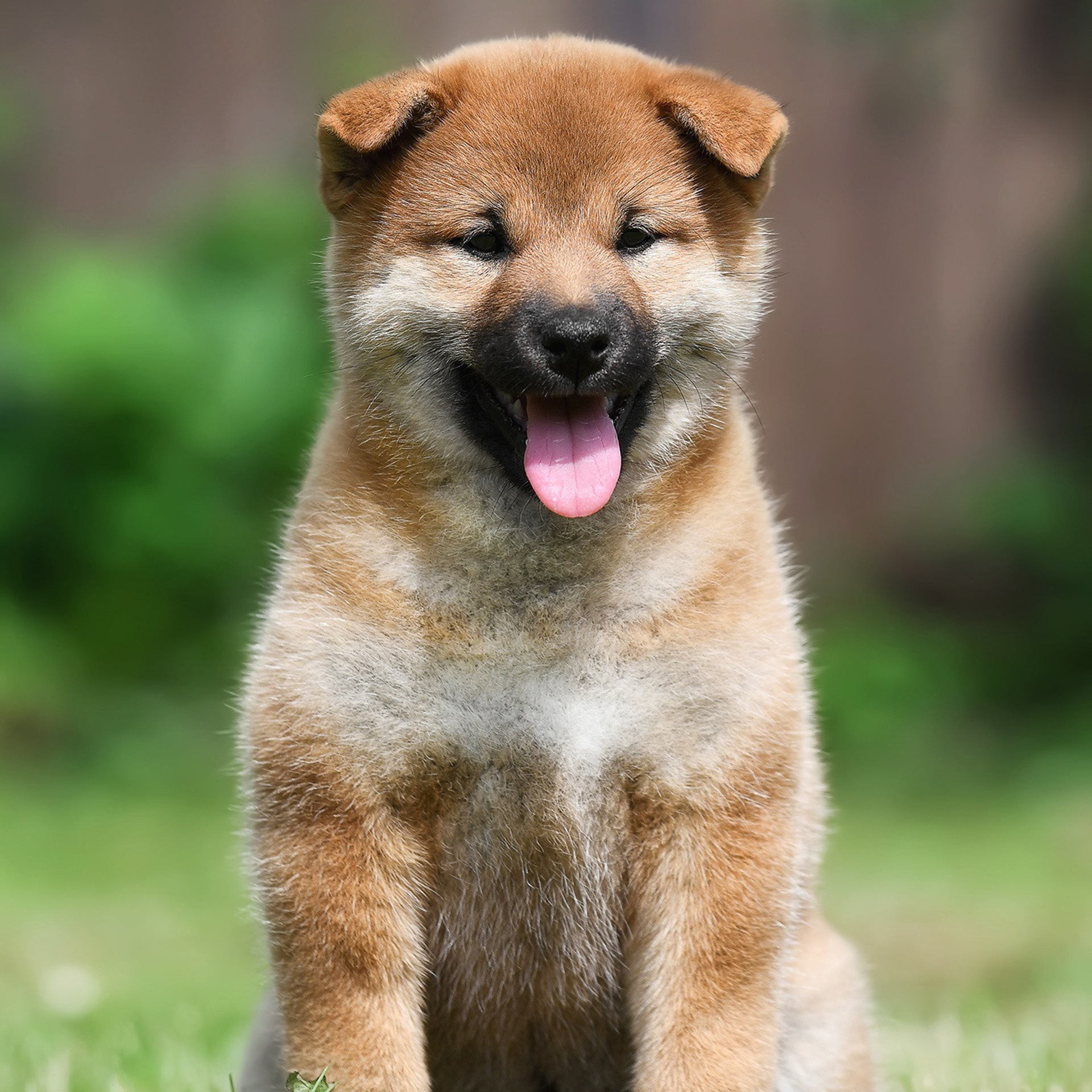 ПОМЕТ A-2022. SHIOMARU Shiba and Akita Inu Kennel
