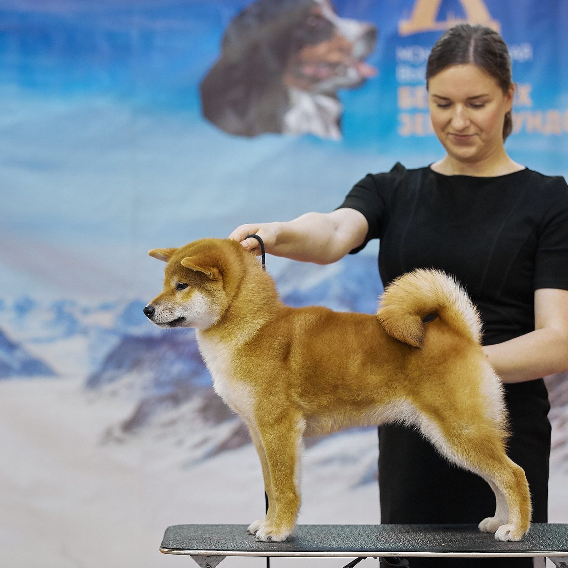 Выпускники питомника. SHIOMARU Питомник сиба и акита-ину