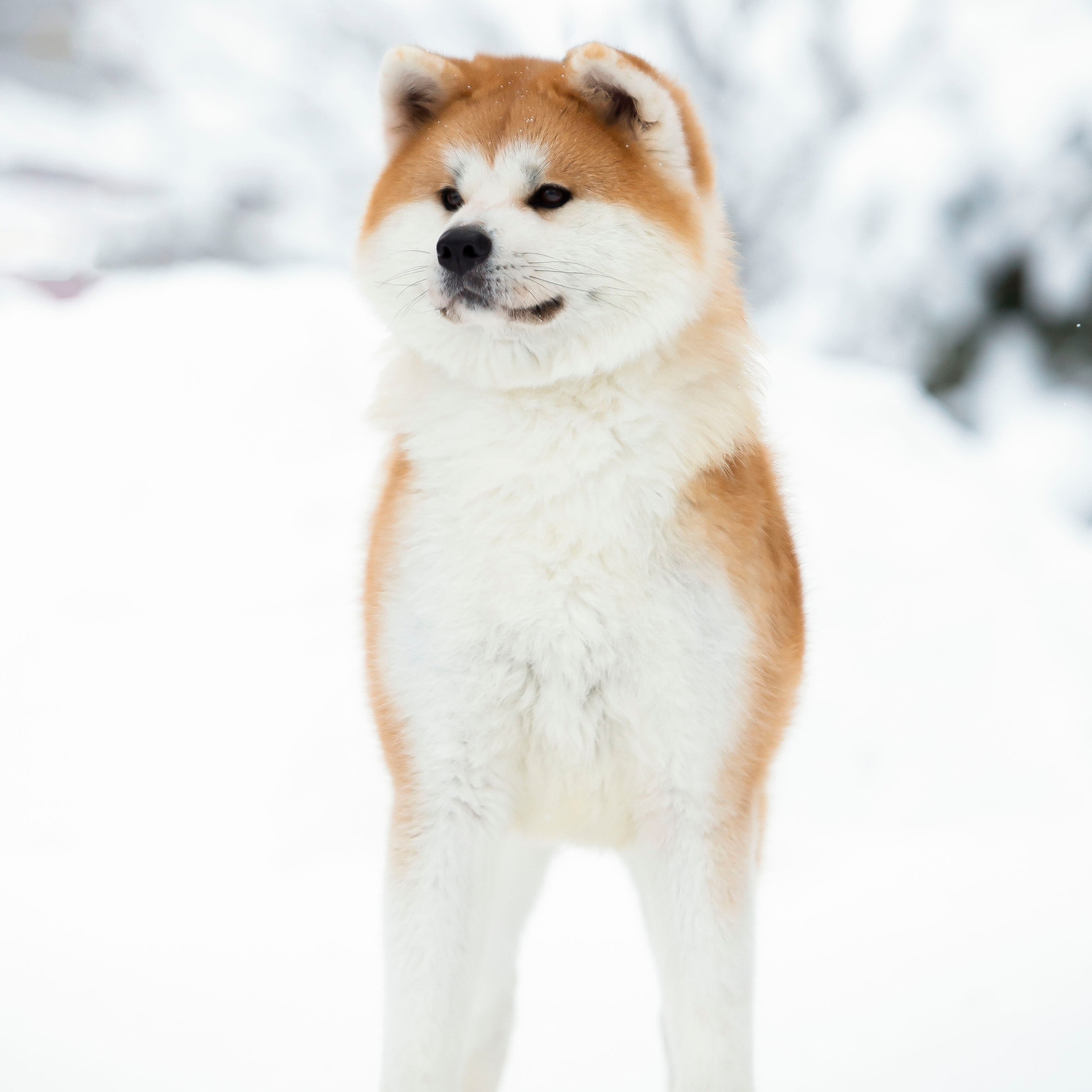 SAEMI GO TOKIMITSU. SHIOMARU Питомник сиба и акита-ину