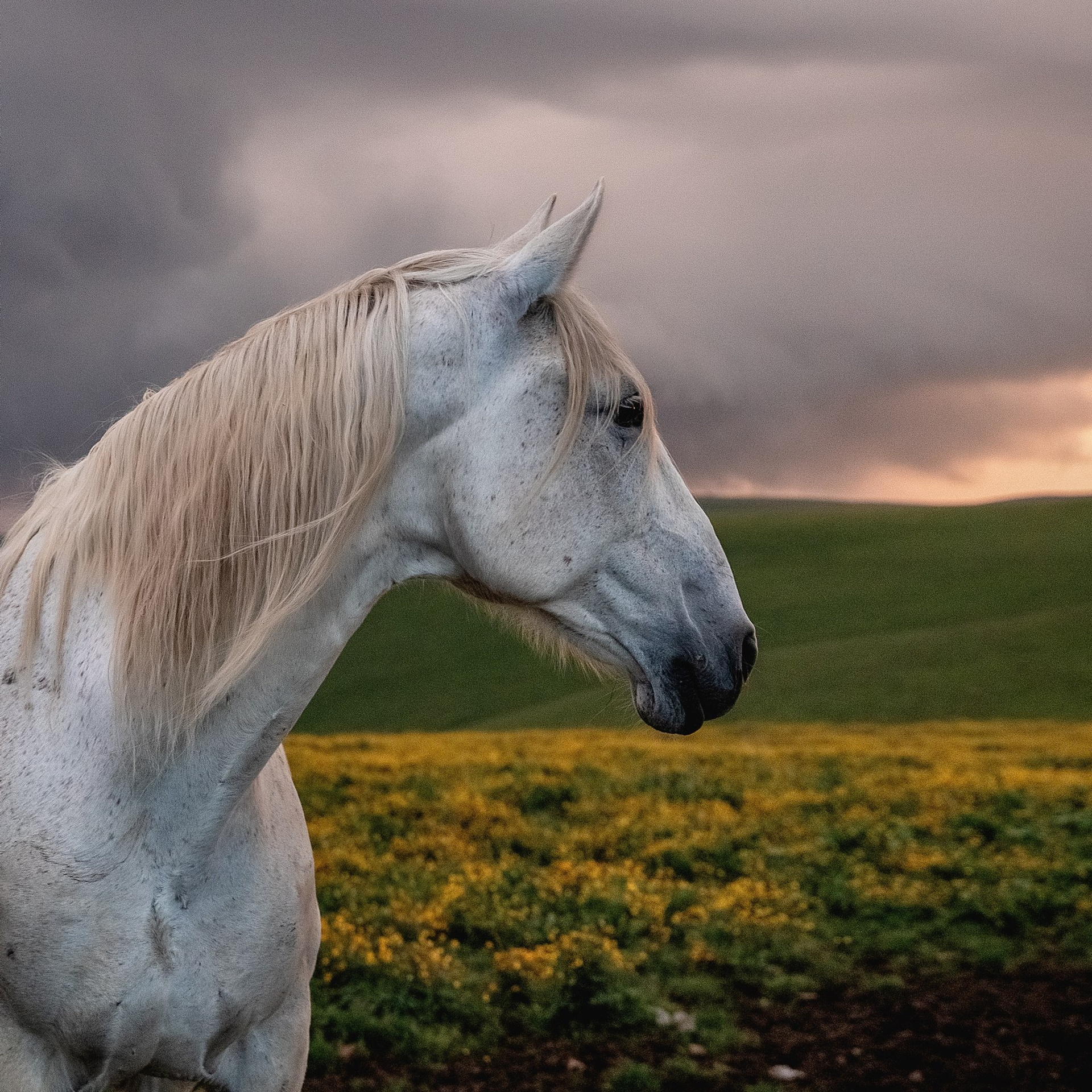 Плато Бийчесын