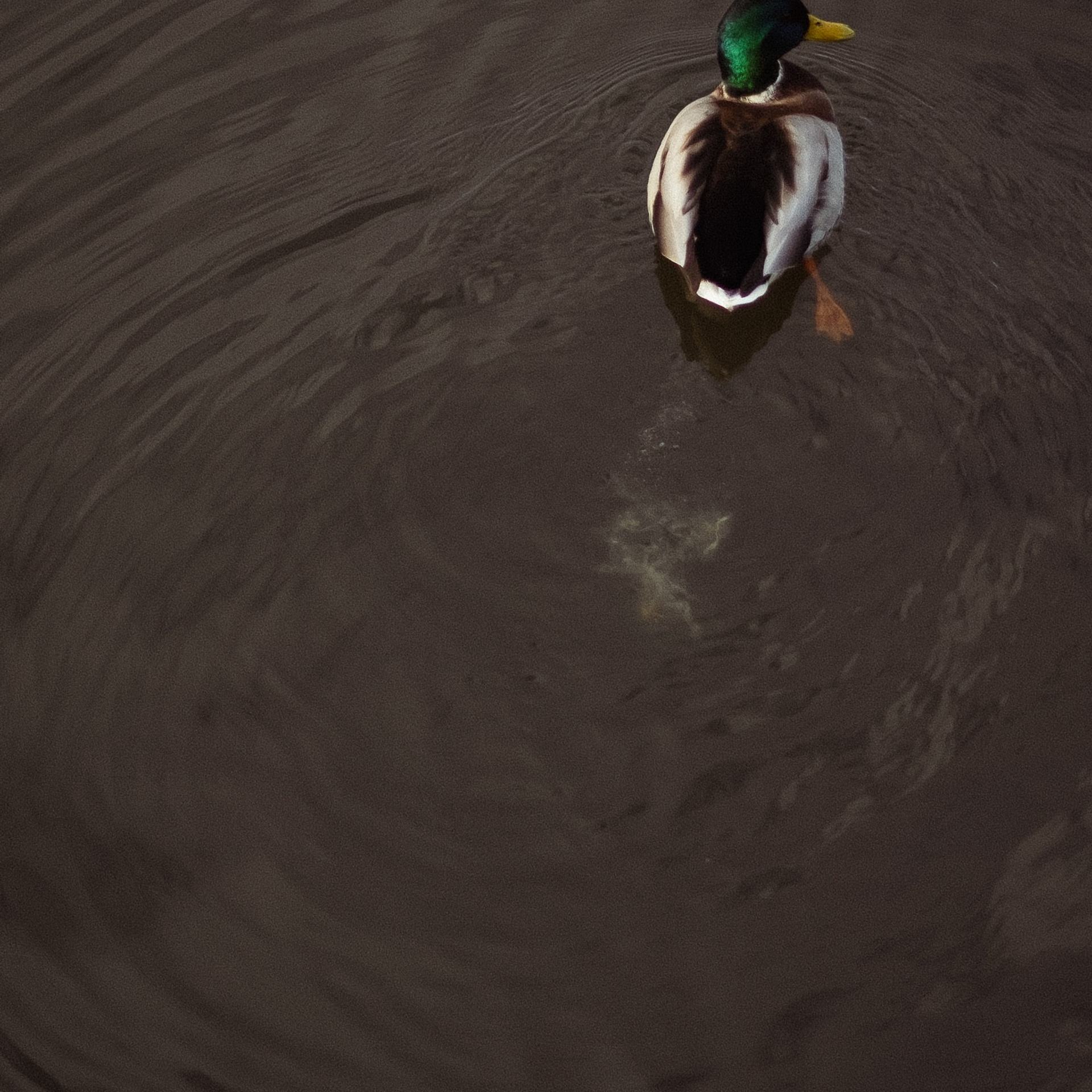 Hand in hand. Anastasia N | Фотограф Челябинск