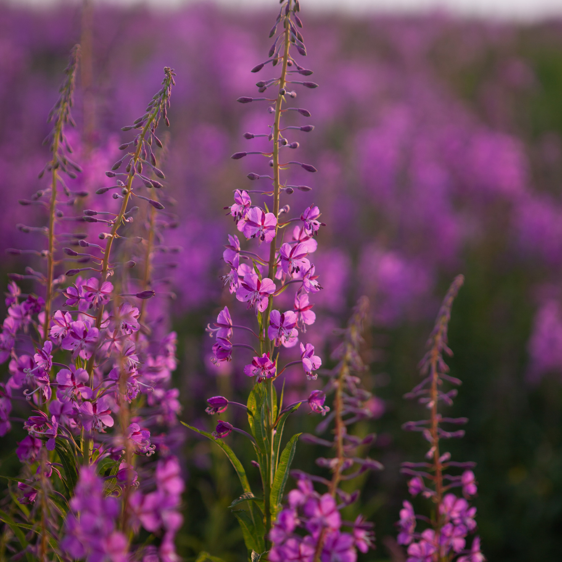 Отзывы. Фотограф и видеограф Иркутск, семейная фотосессия, фото для аватарки