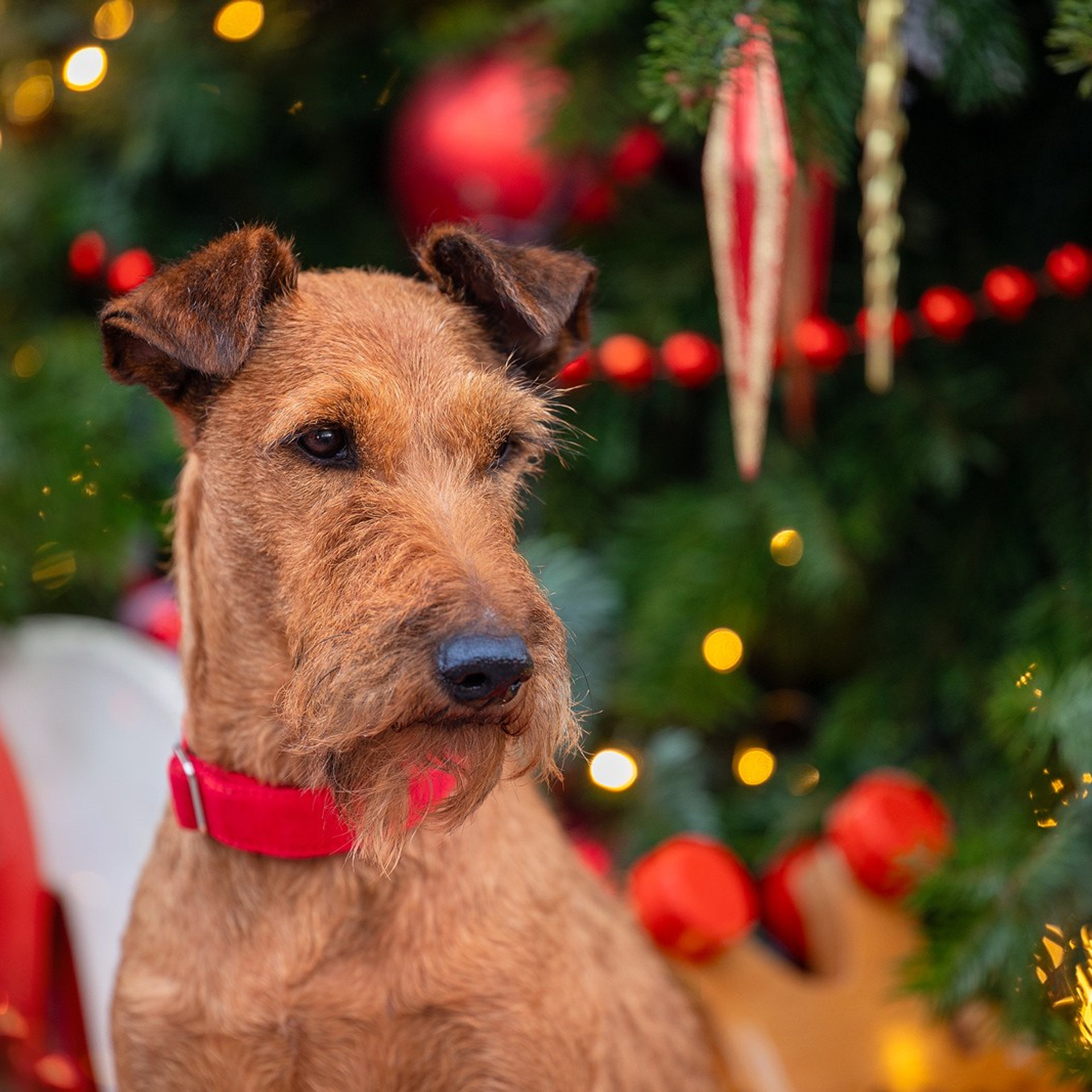 Отзывы. Фотограф-анималист Natalia Deingel | Фотосъемка собак в Москве