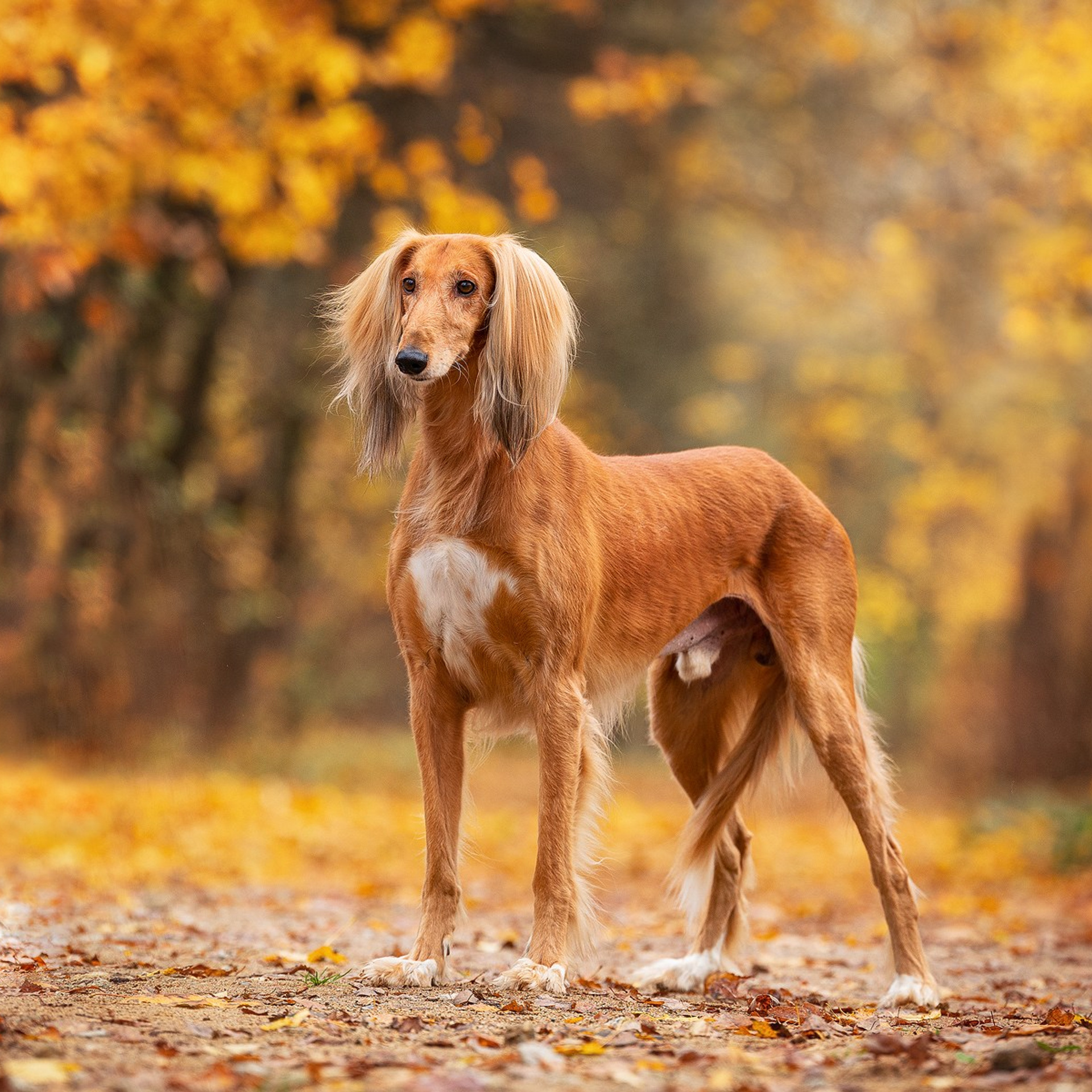 Отзывы. Фотограф-анималист Natalia Deingel | Фотосъемка собак в Москве