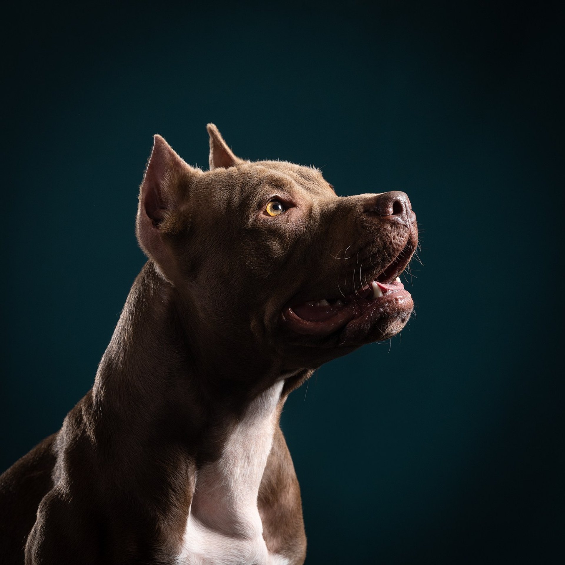 Отзывы. Фотограф-анималист Natalia Deingel | Фотосъемка собак в Москве