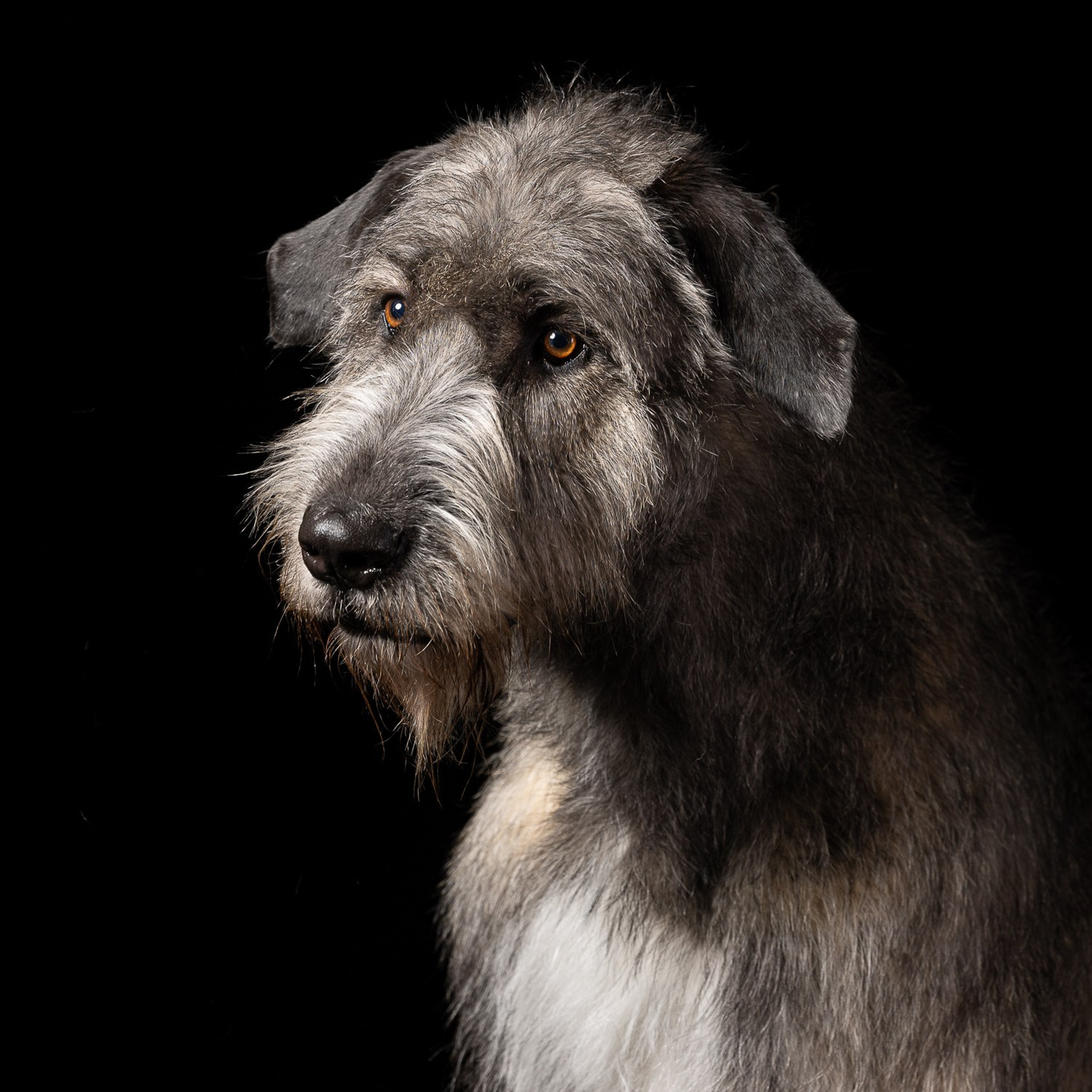 Отзывы. Фотограф-анималист Natalia Deingel | Фотосъемка собак в Москве