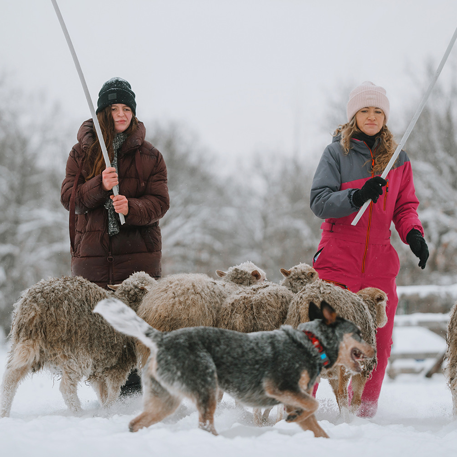 Маша и Дип пасут овец. Фотограф Анна Тюрина