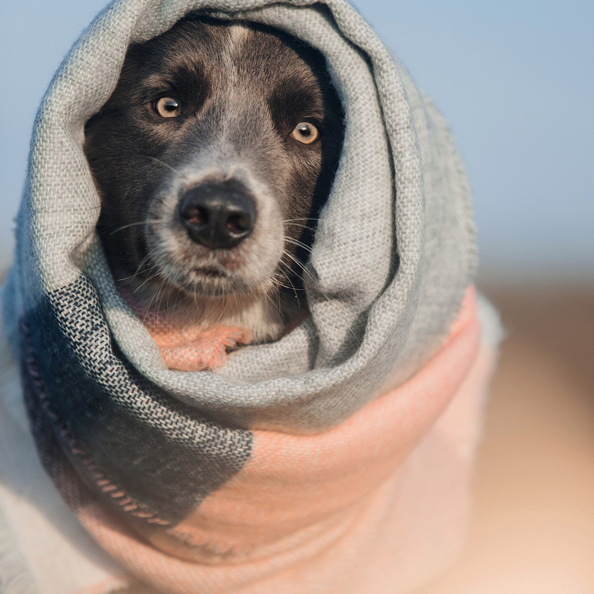 Питомец в кадре. Фотограф Анна Тюрина