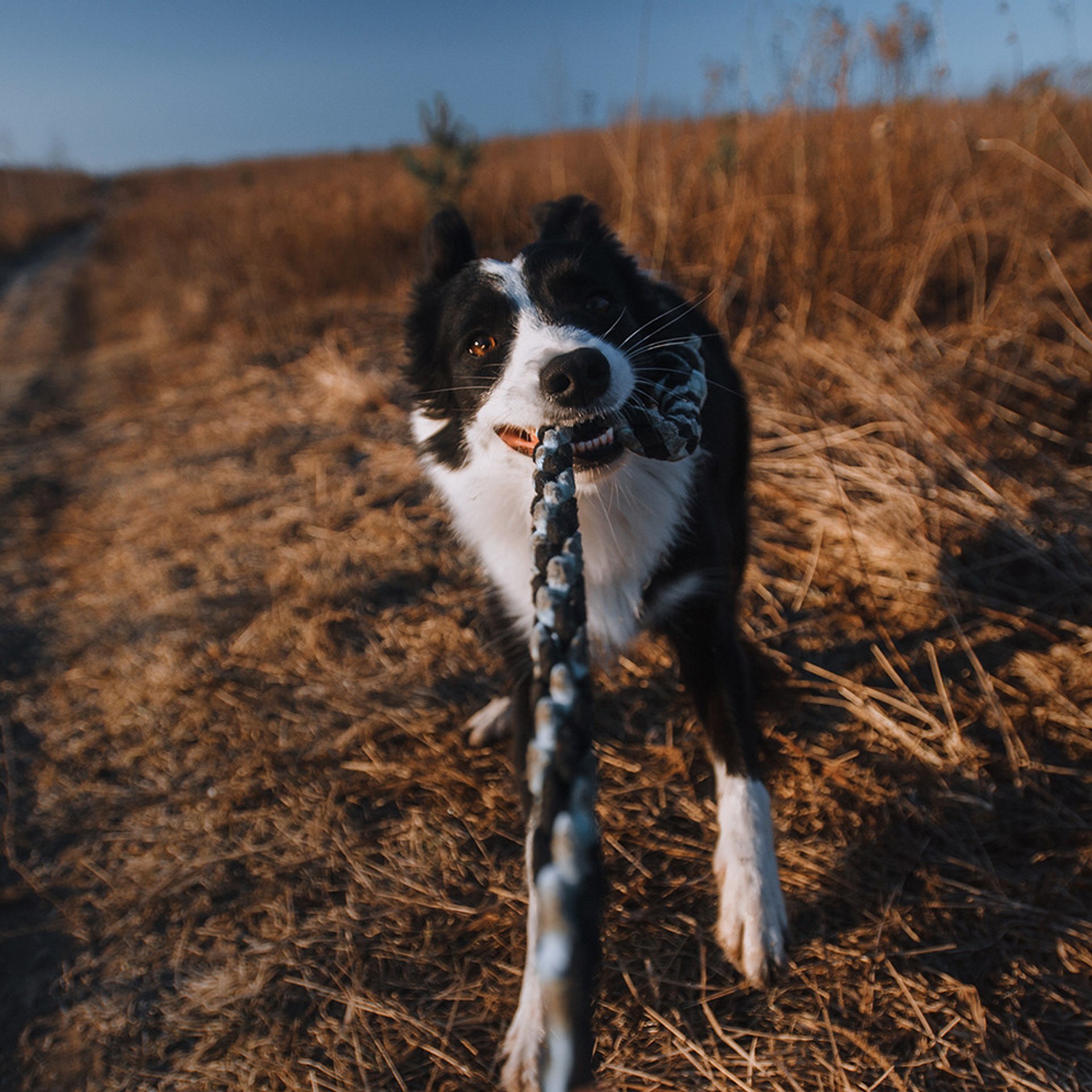 Таня и Шэгги. Фотограф Анна Тюрина
