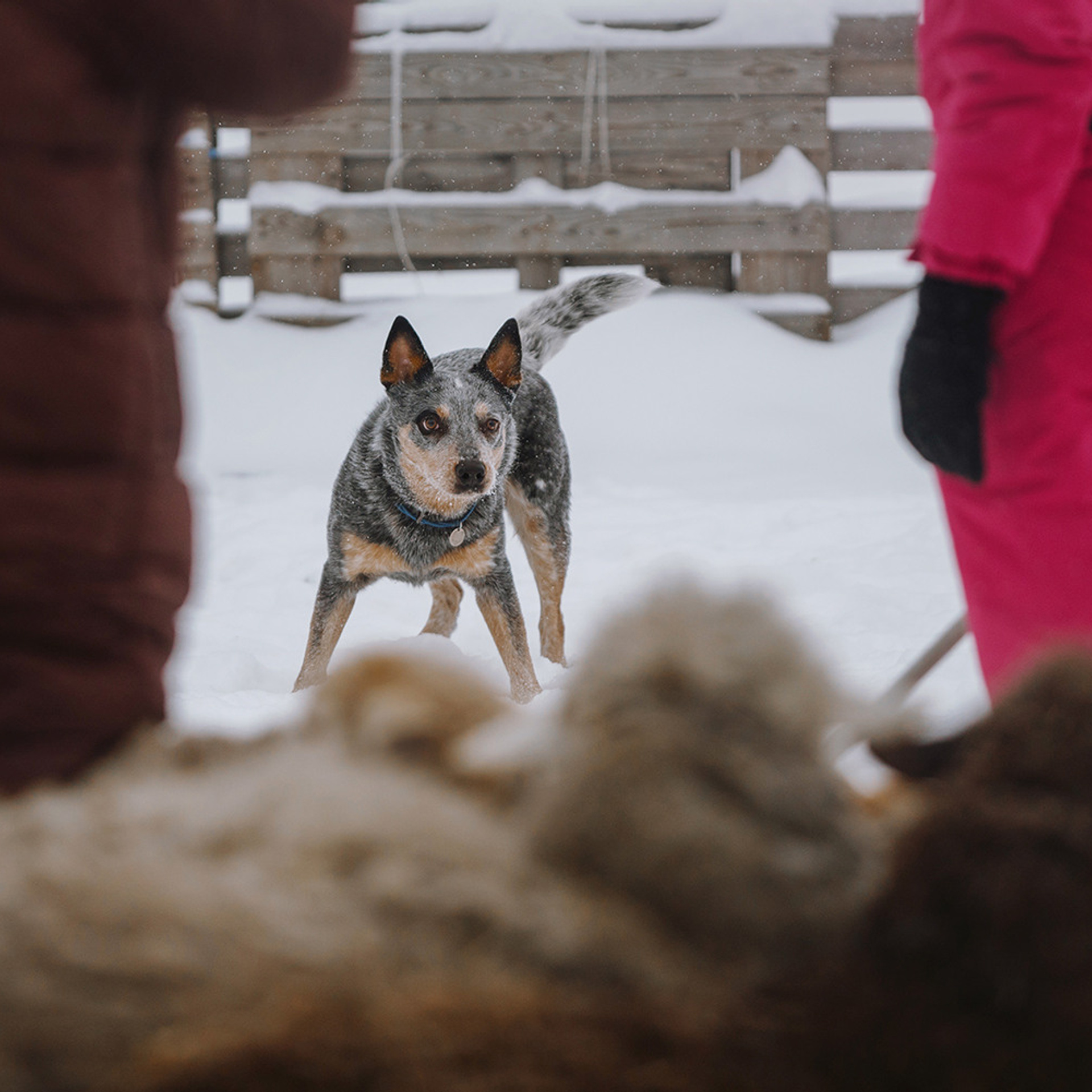 Маша и Дип пасут овец. Фотограф Анна Тюрина