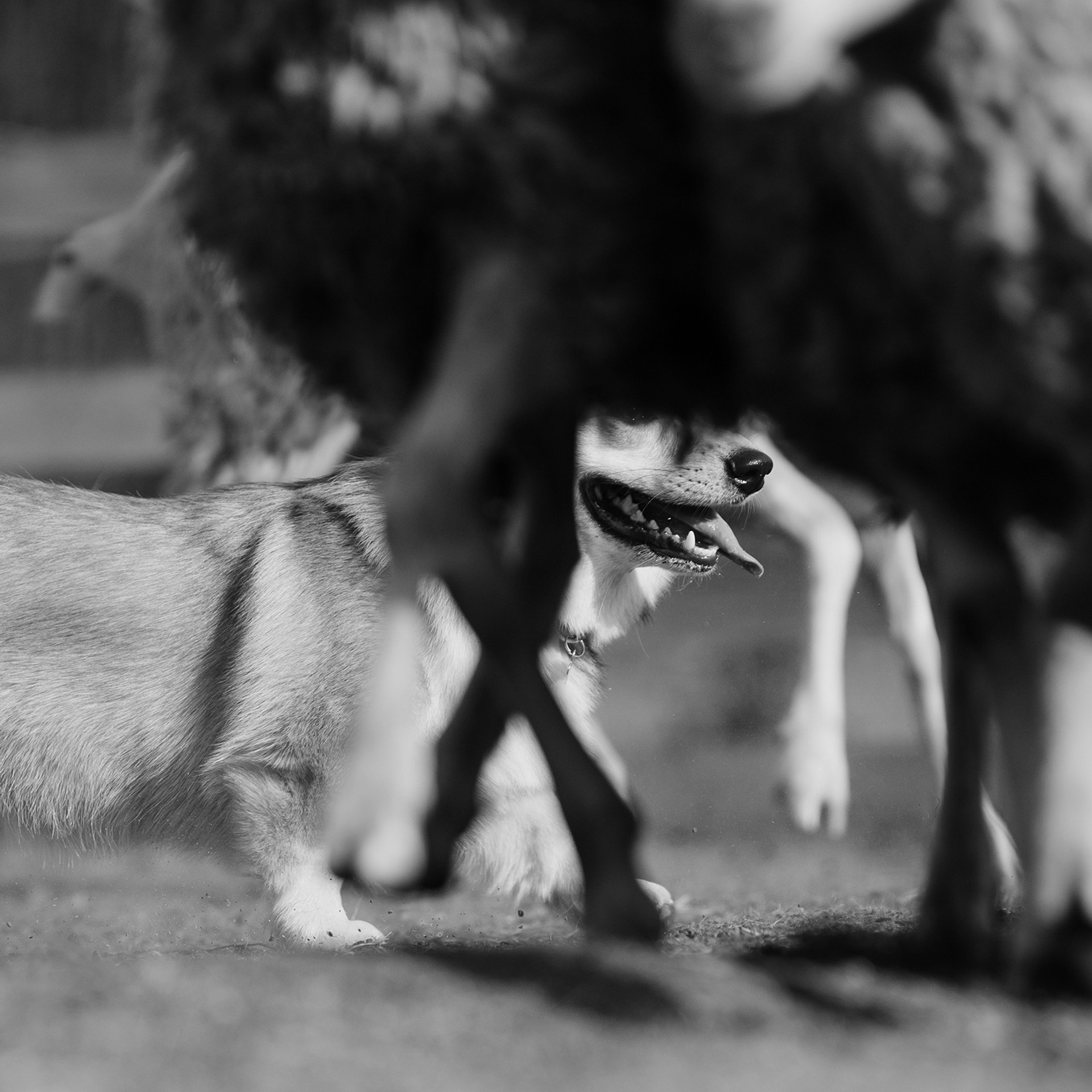 Пастьба. Фотограф Анна Тюрина