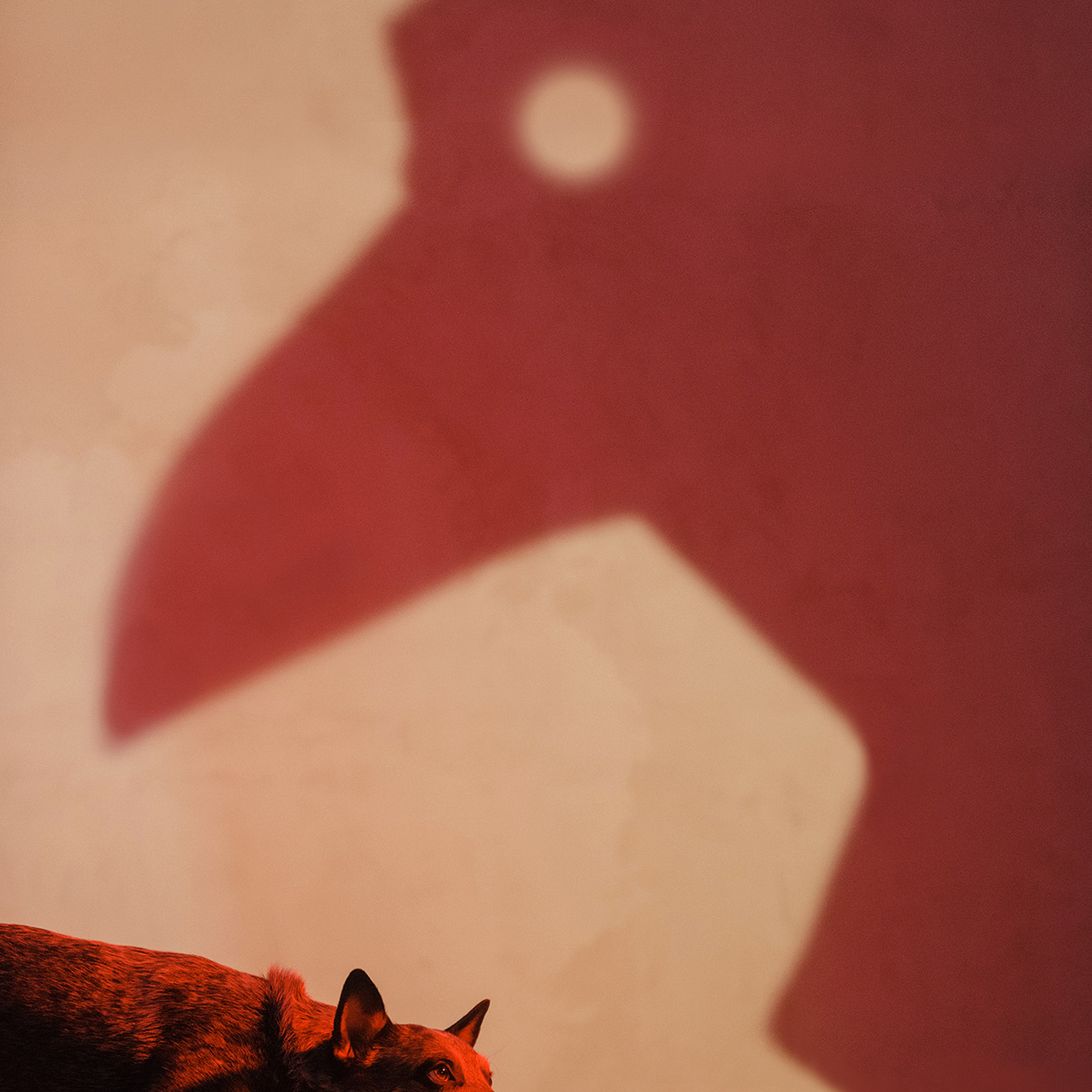 ПОРТФОЛИО. Фотограф Анна Тюрина