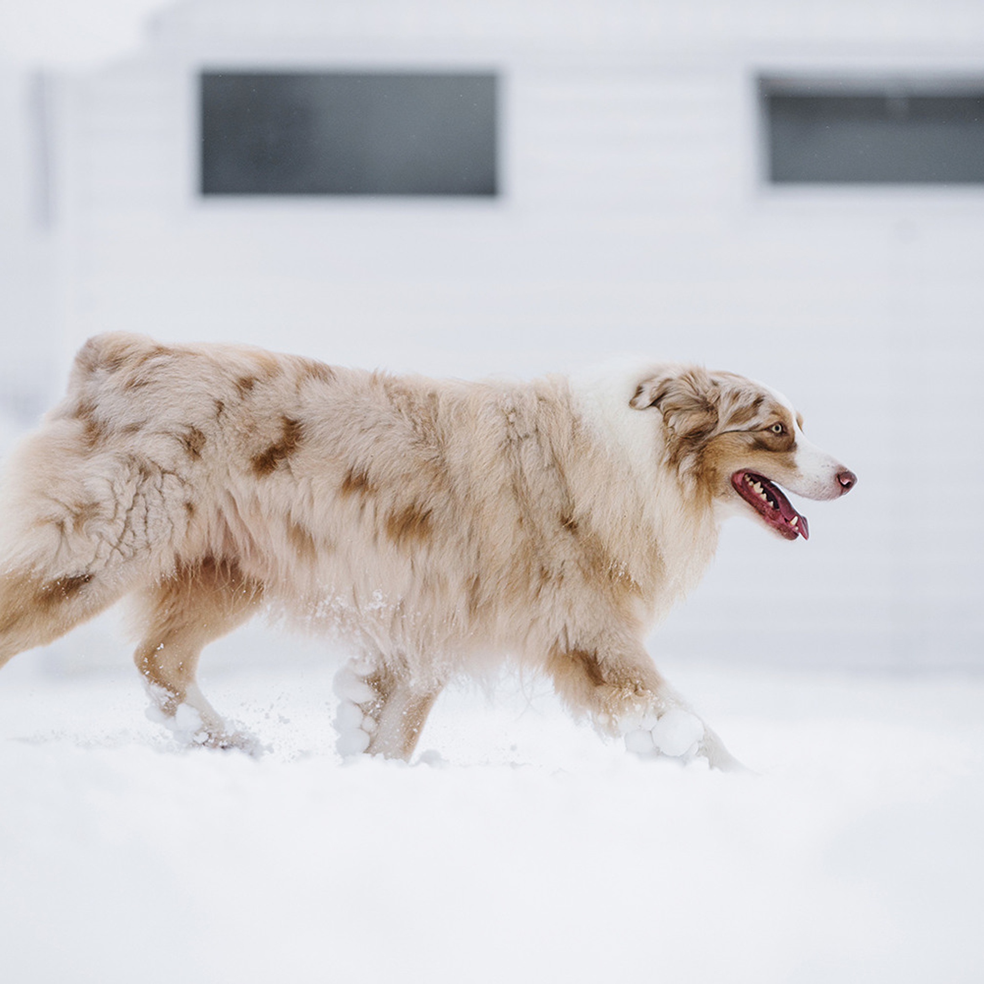 Пастьба в декабре. Фотограф Анна Тюрина