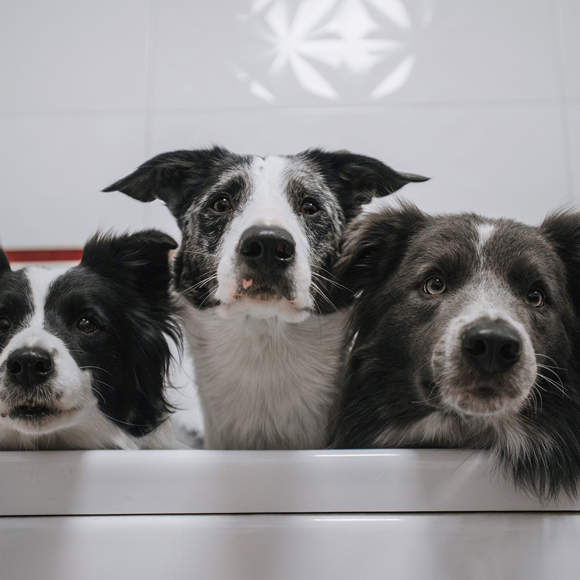 Сева, Даша, Аса, Кит. Фотограф Анна Тюрина