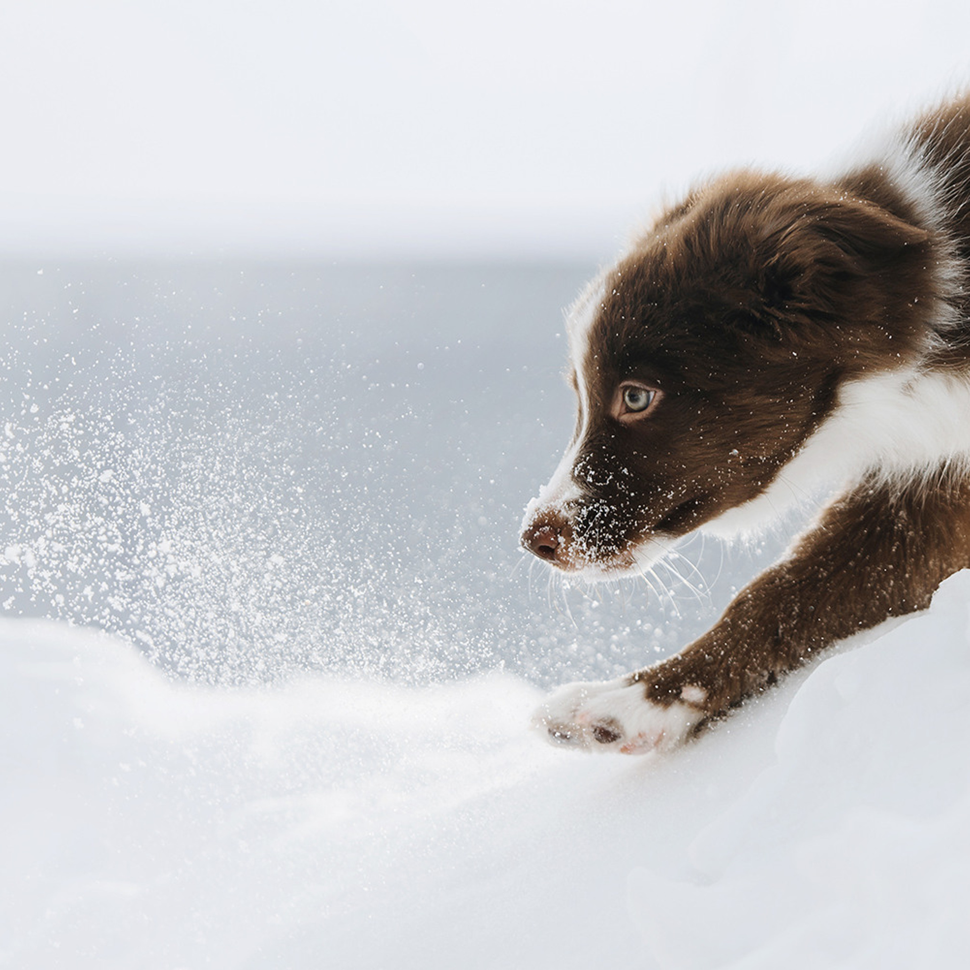 Ксюша, Максим и Рокки. Фотограф Анна Тюрина