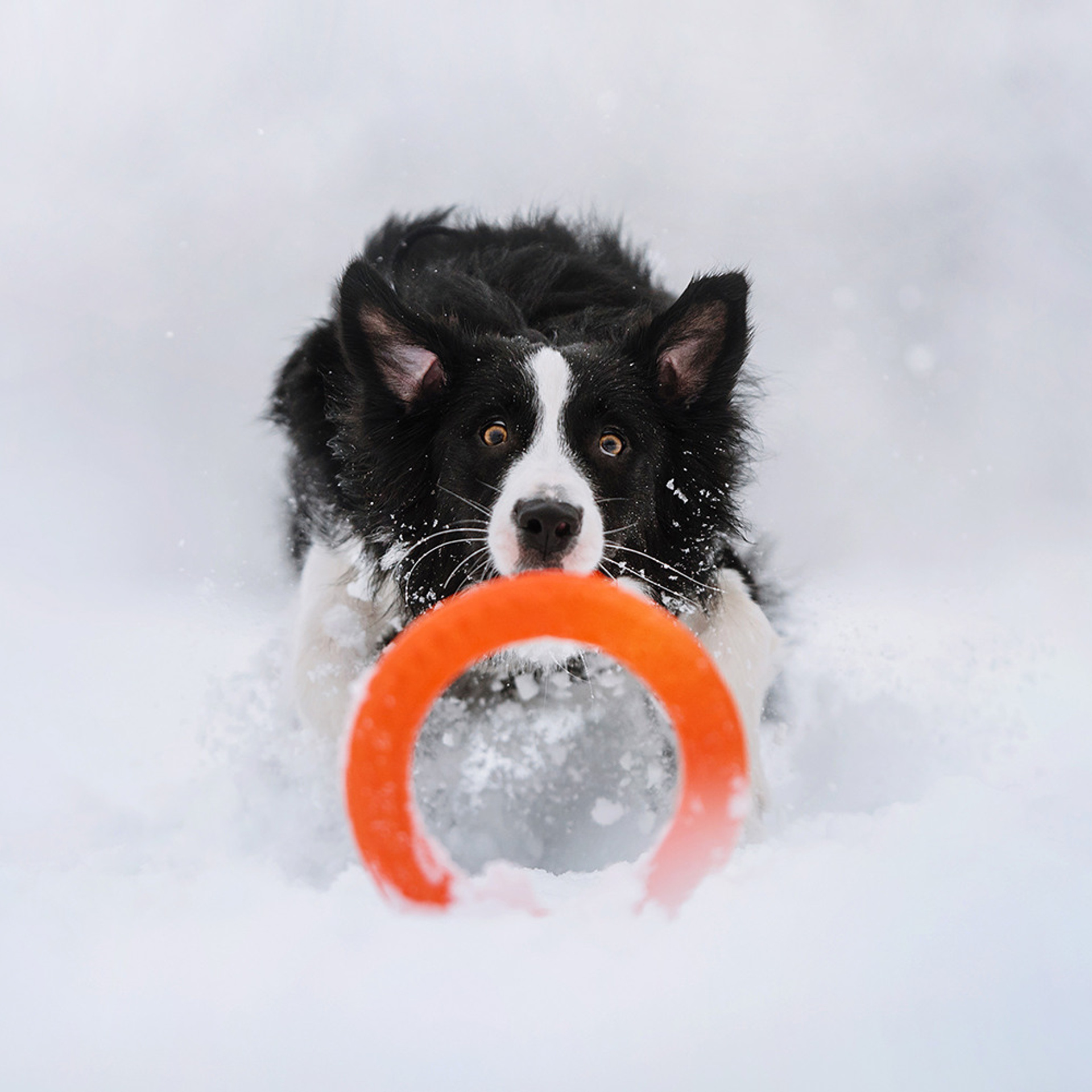 Пастьба в декабре. Фотограф Анна Тюрина