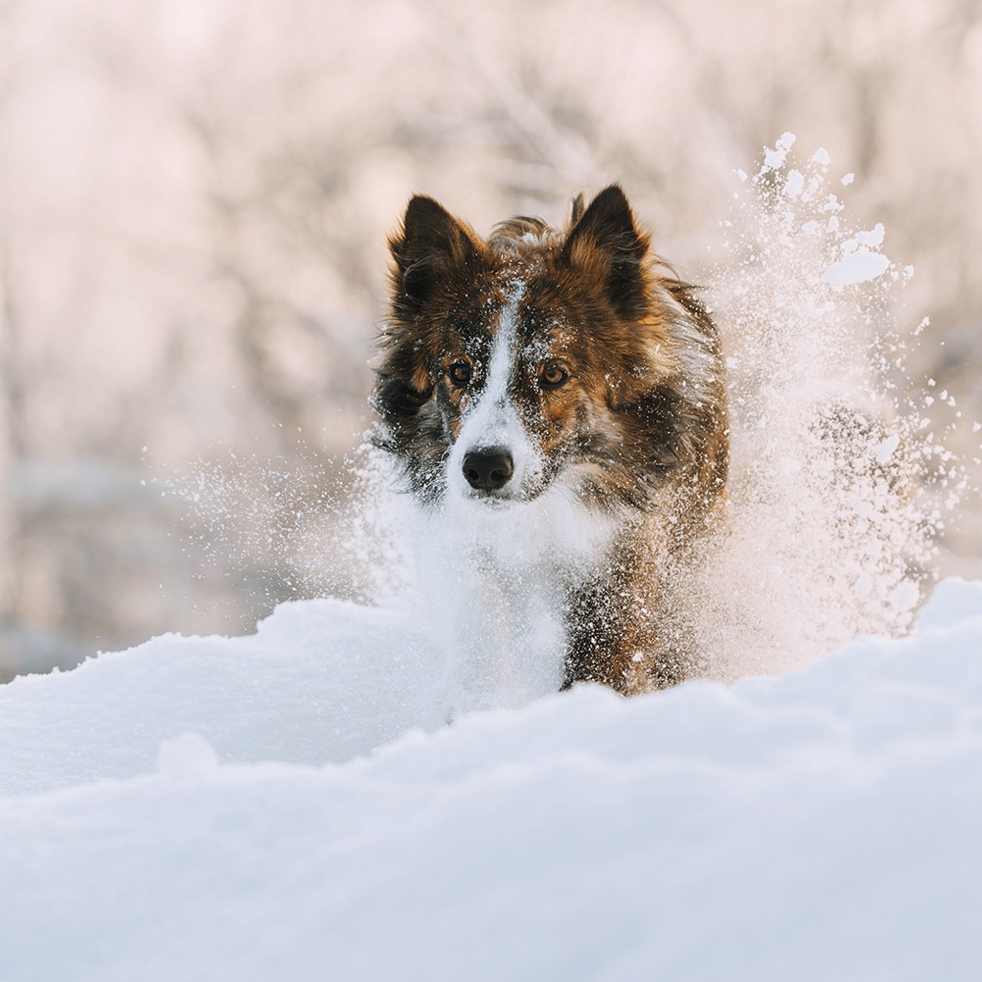 Пастьба в феврале. Фотограф Анна Тюрина