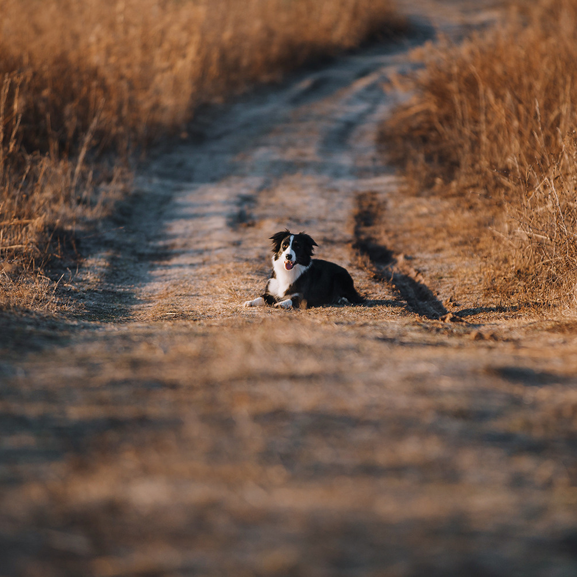 Таня и Шэгги. Фотограф Анна Тюрина