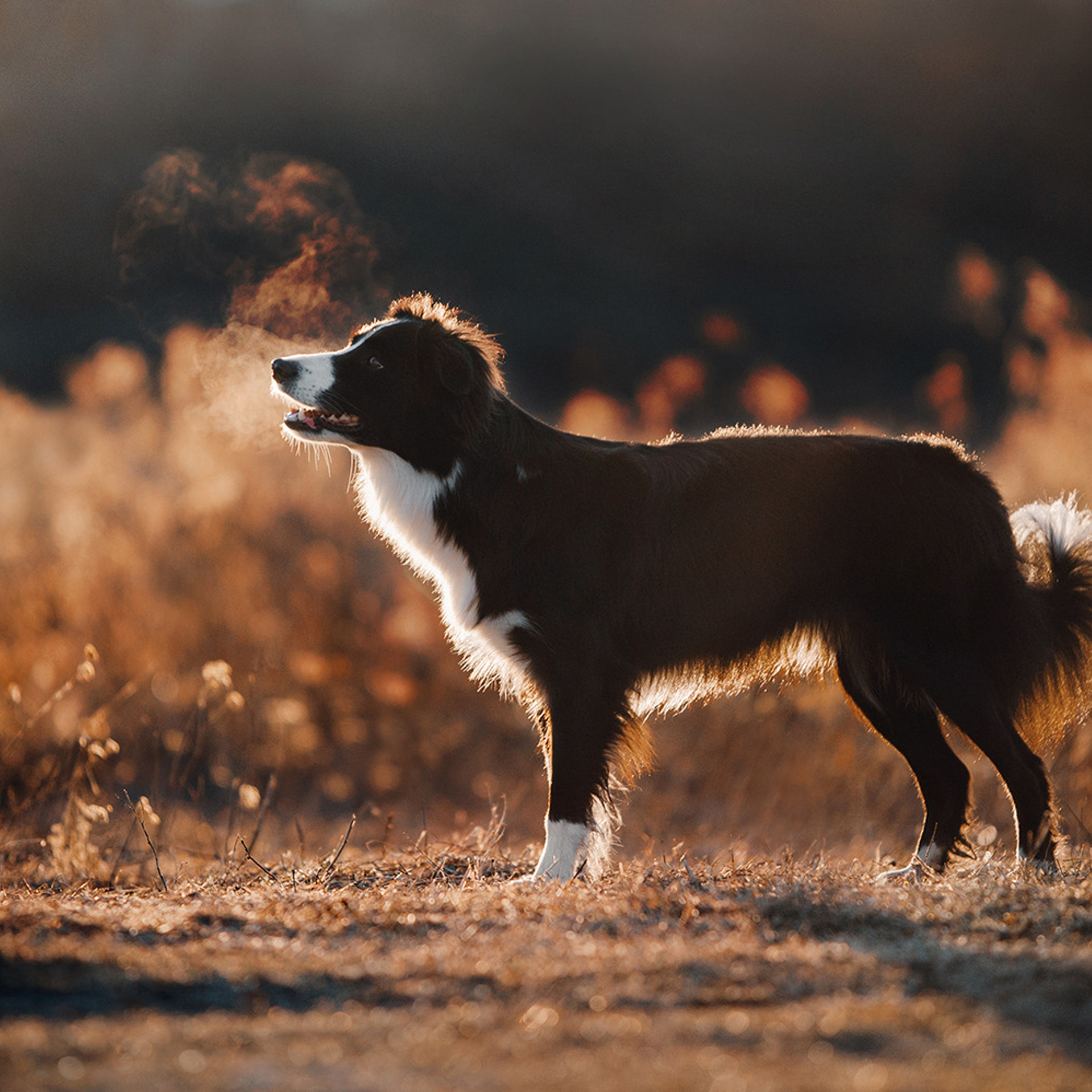 Таня и Шэгги. Фотограф Анна Тюрина